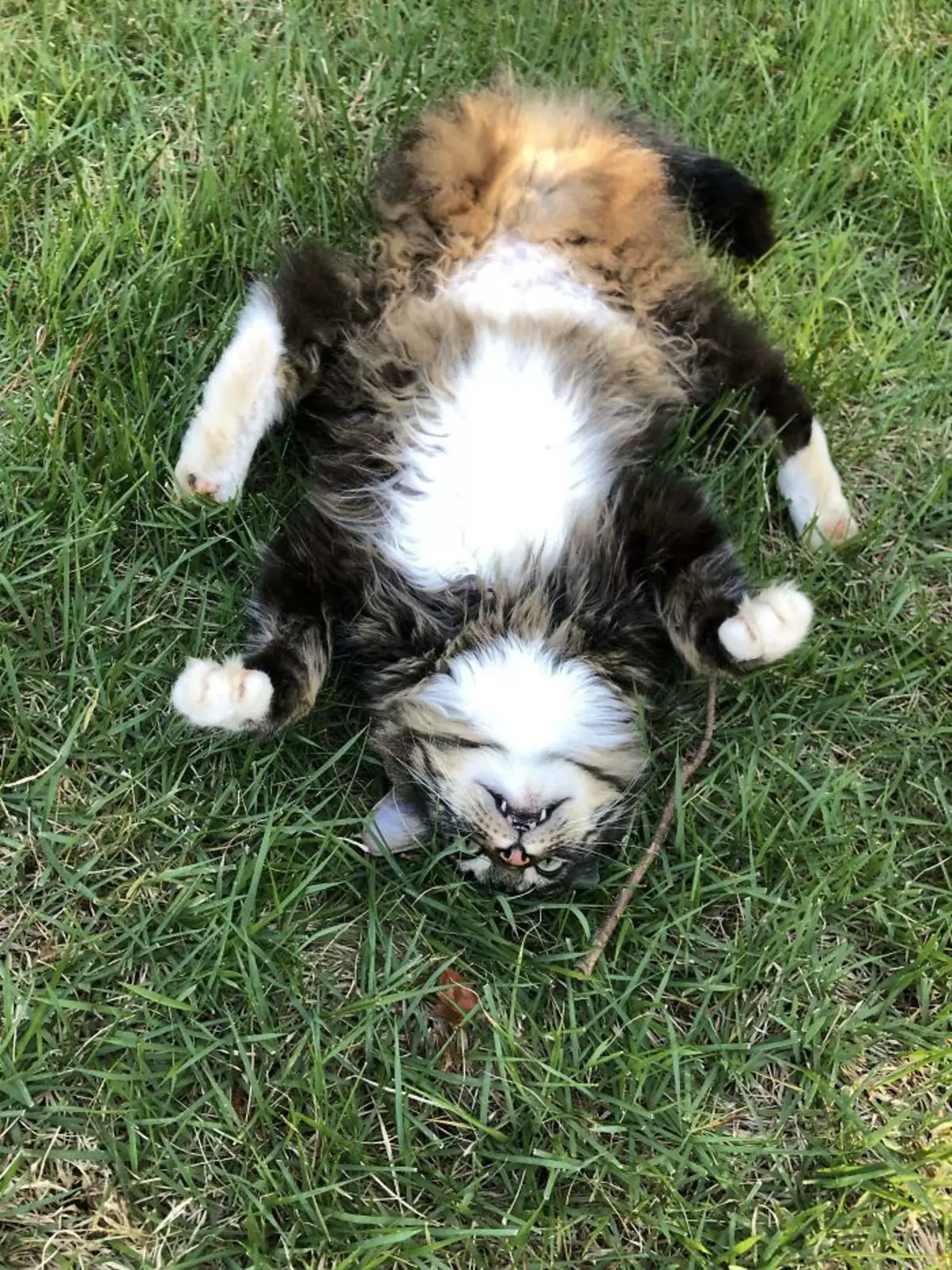 Йога на траве. Йога на траве.