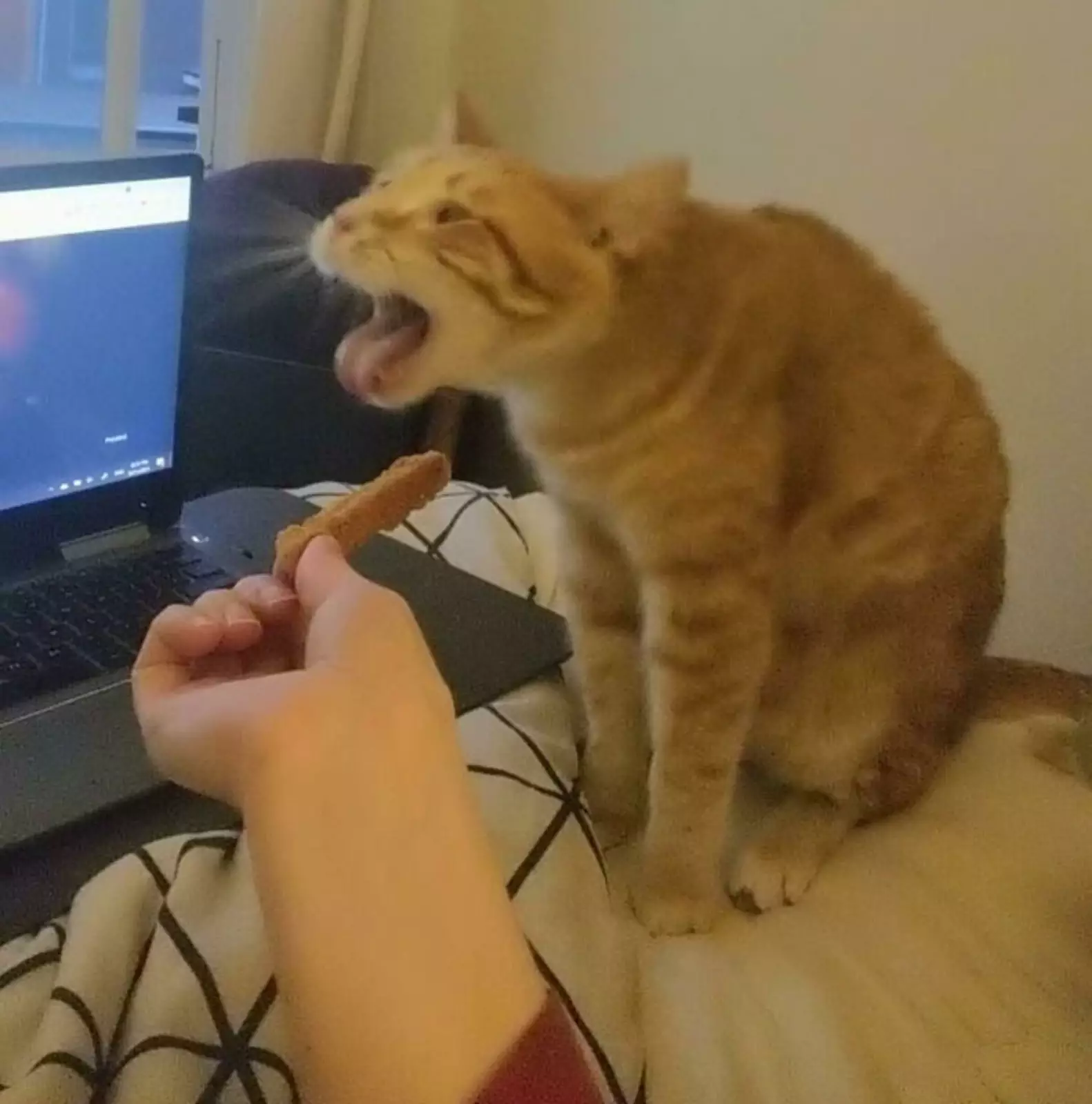 Он ненавидит запах копечной курицы. Он ненавидит запах копечной курицы.