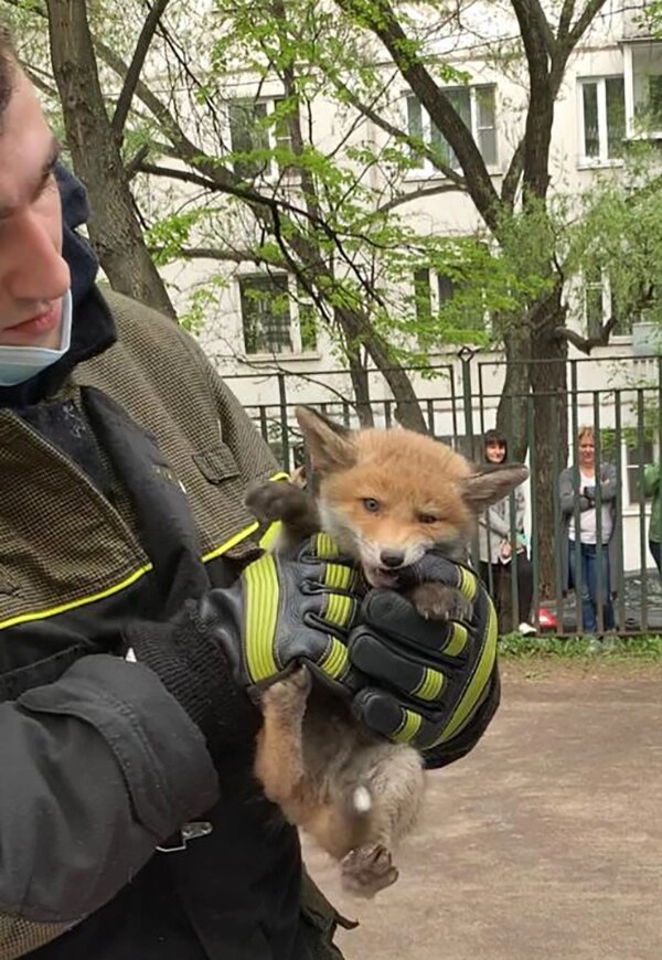 Спасатель вытащил из норы лисенка в детсаду в Зябликово