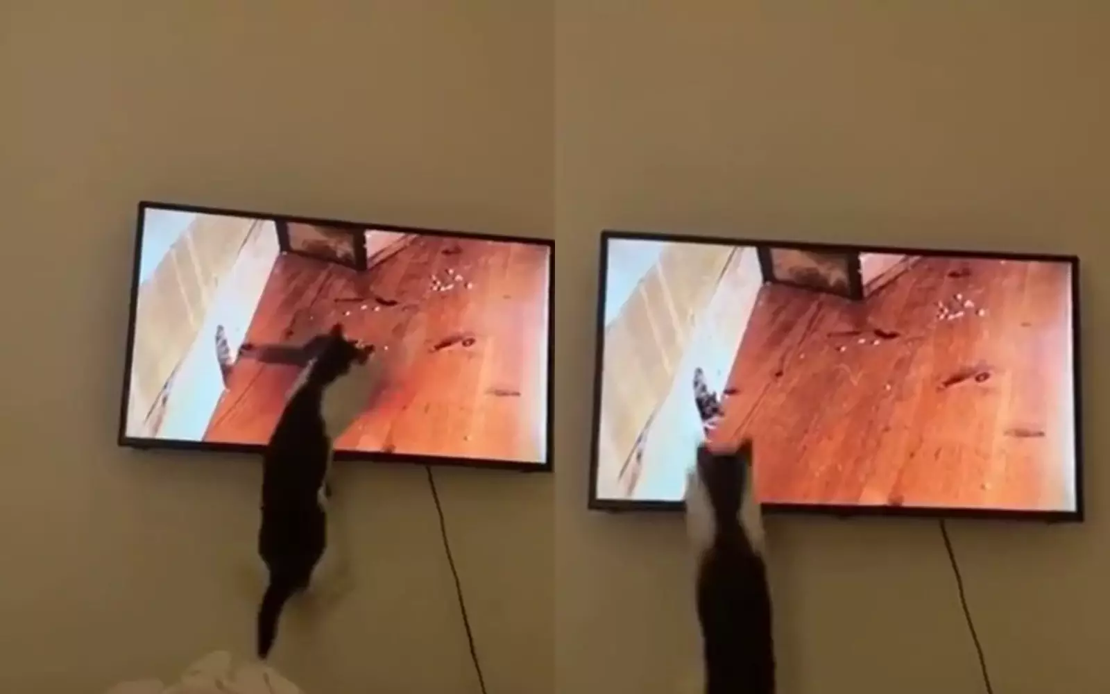 Кот пытается поймать мышь из телевизора.