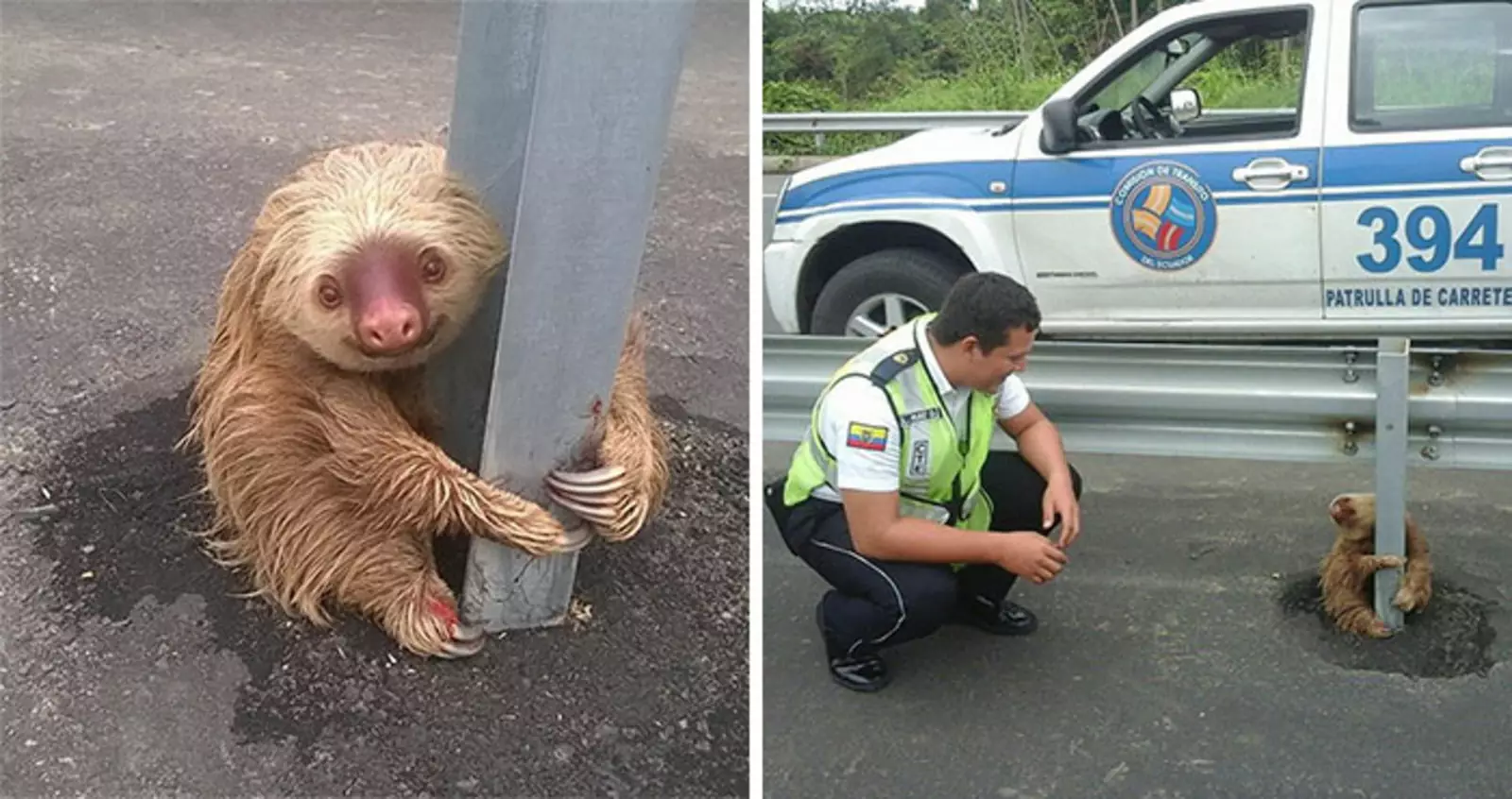 Офицеры эквадорской полиции спасли ленивца.