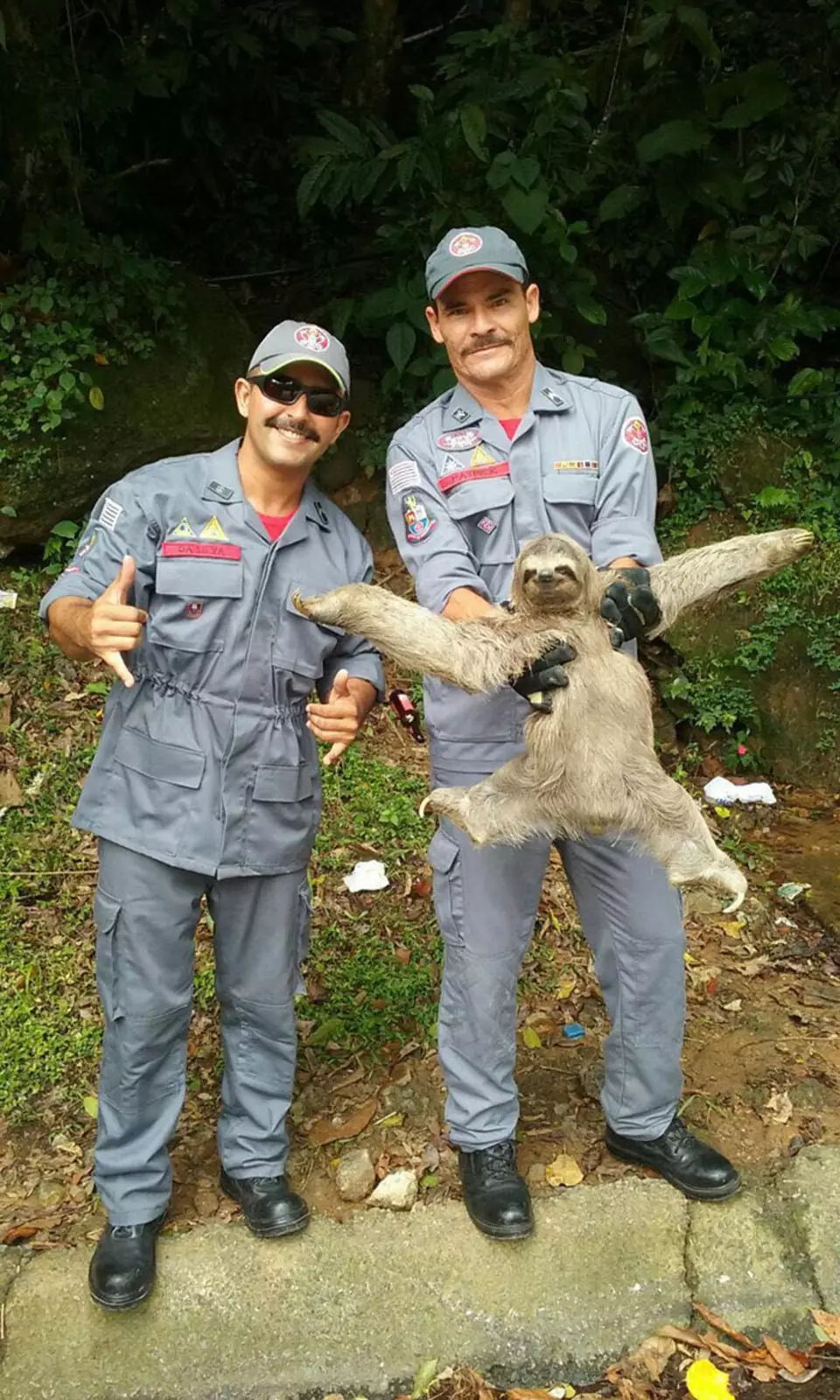 Эти бразильские пожарные спасли красивого ленивца.