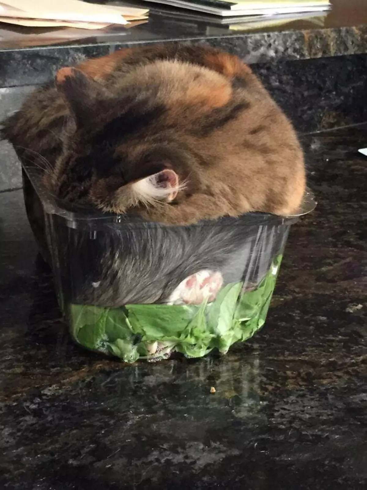 Моя кошка наплевала на тот факт, что я планировала делать салат.