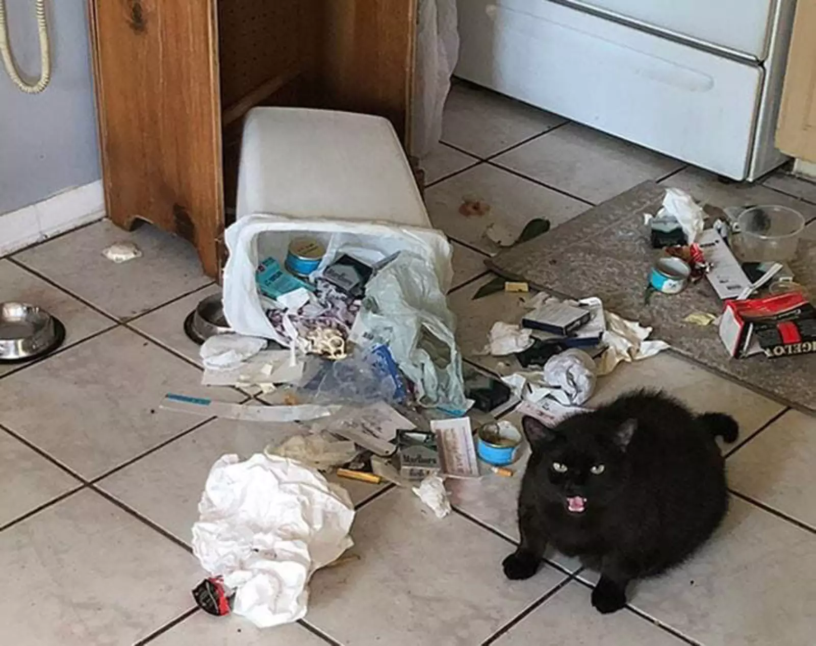 Кота посадили на диету, и он решил распотрошить мусорку.