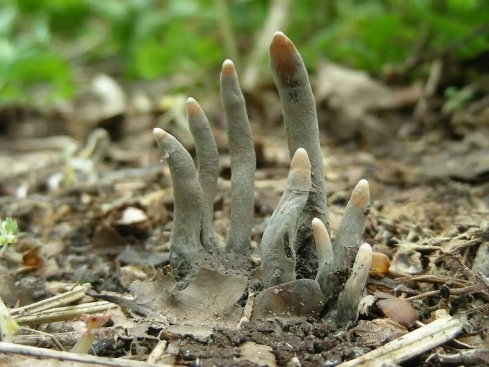 Xylaria Polymorpha — это сапробный гриб, так же известный, как пальцы мертвеца. Xylaria Polymorpha — это сапробный гриб, так же известный, как пальцы мертвеца.
