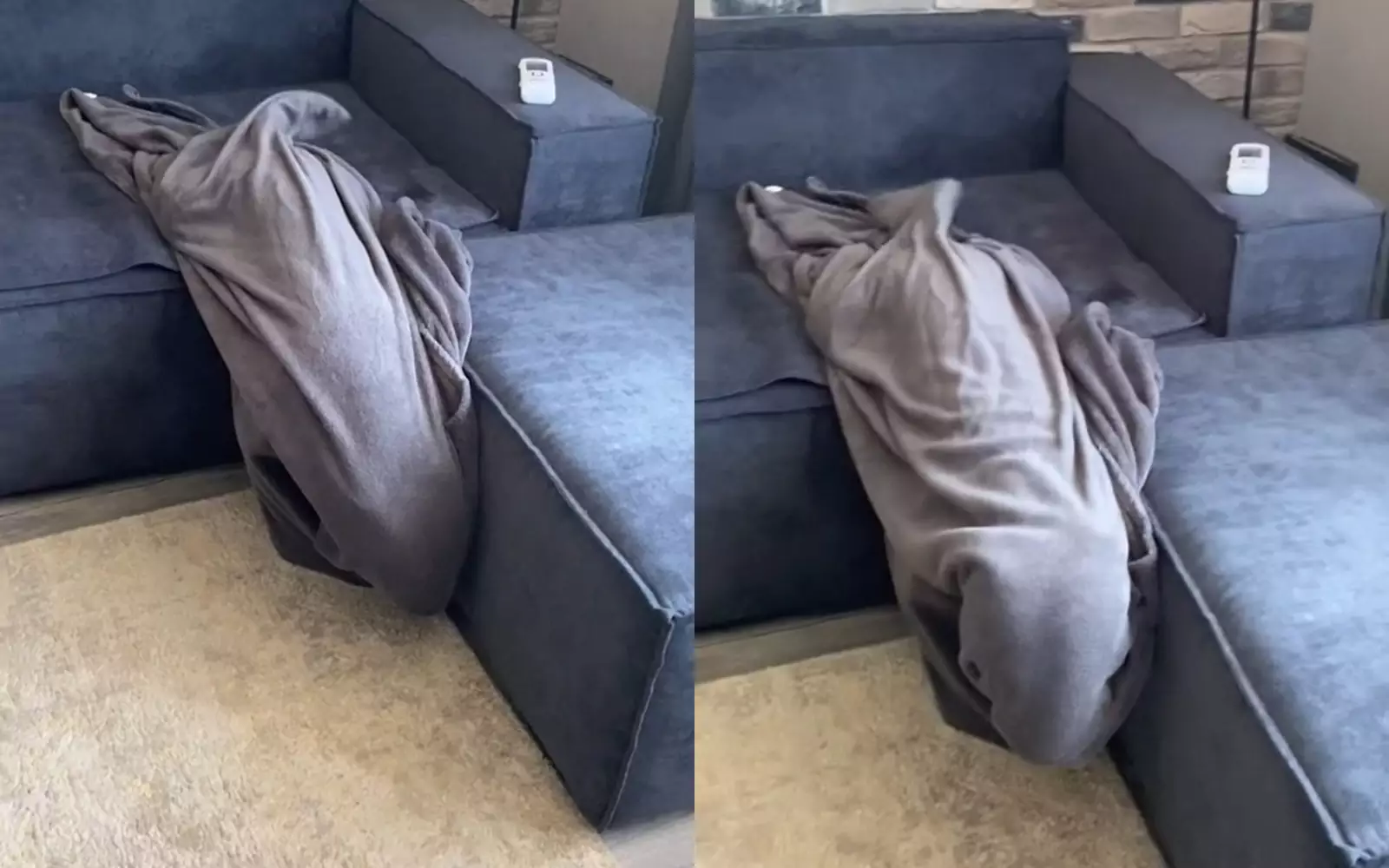 Пес «ловко» спрятался в одеяле.