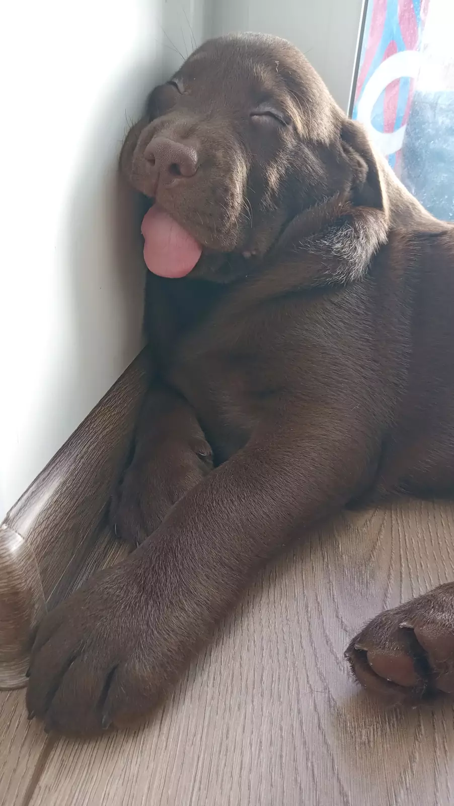 Наелся и спит. Наелся и спит.