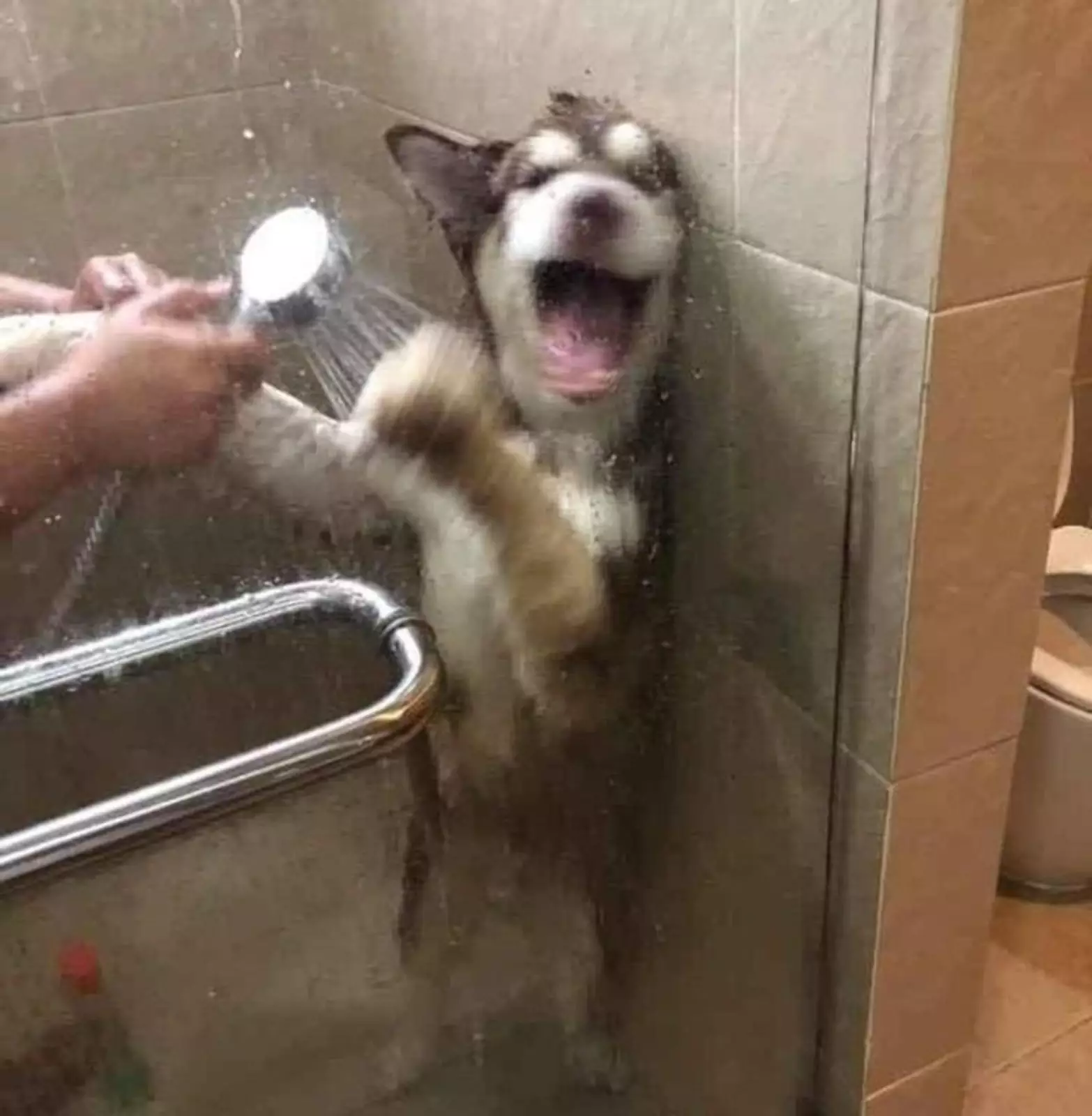 Кто-то не любит купаться. Кто-то не любит купаться.