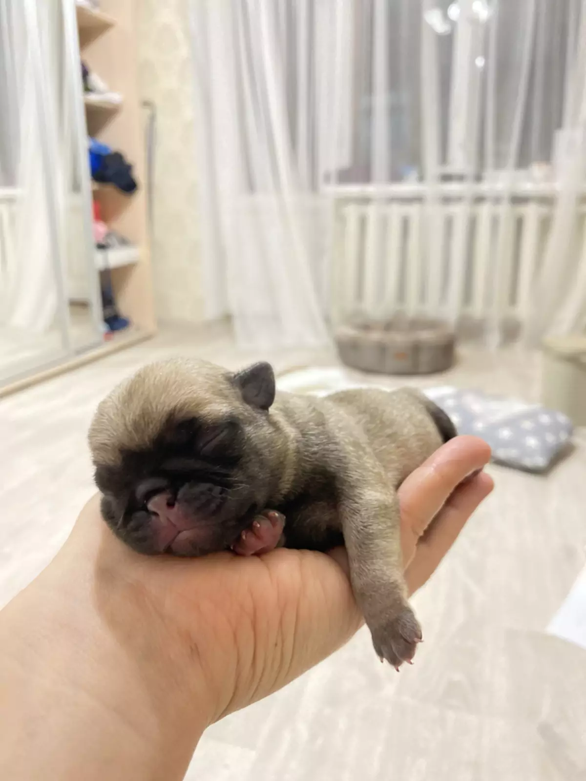 Мопсик сразу после рождения. Мопсик сразу после рождения.