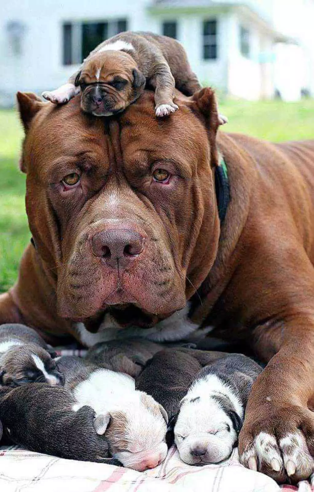 Так выглядит усталость. Так выглядит усталость.