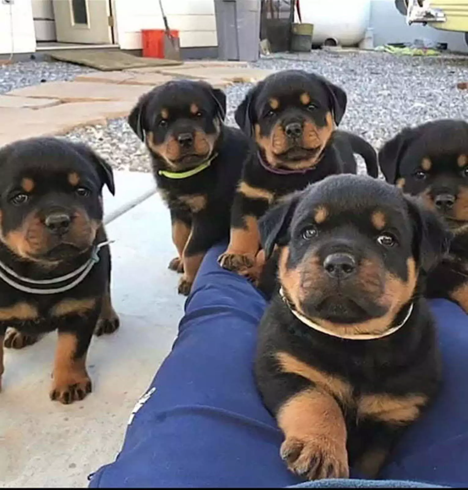 А играть с нами будешь А играть с нами будешь