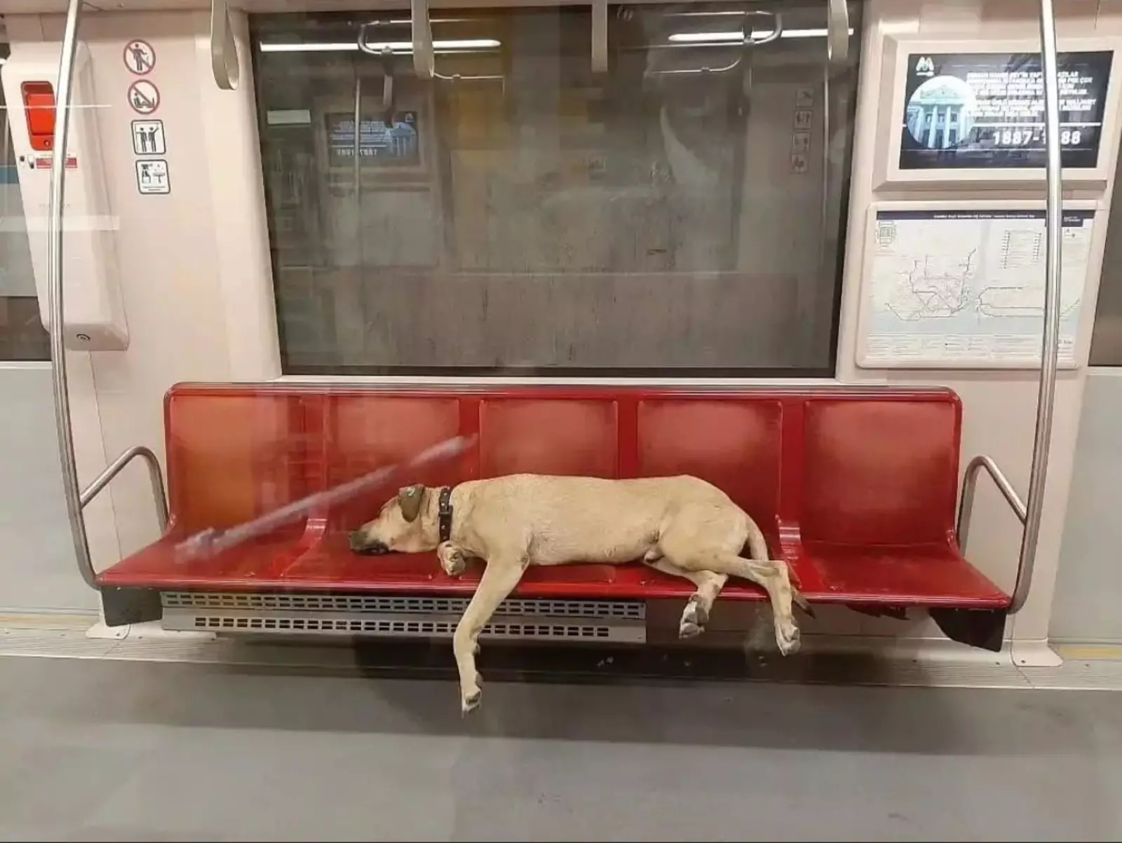 Больше всего Боджи любит ездить на метро. Больше всего Боджи любит ездить на метро.