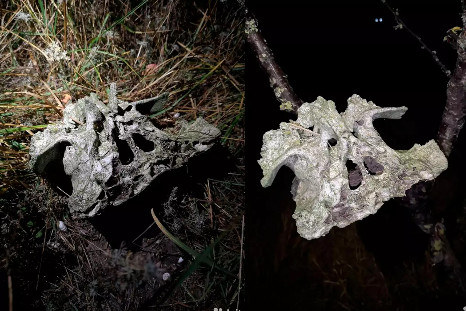 Фото из объявления Фото из объявления