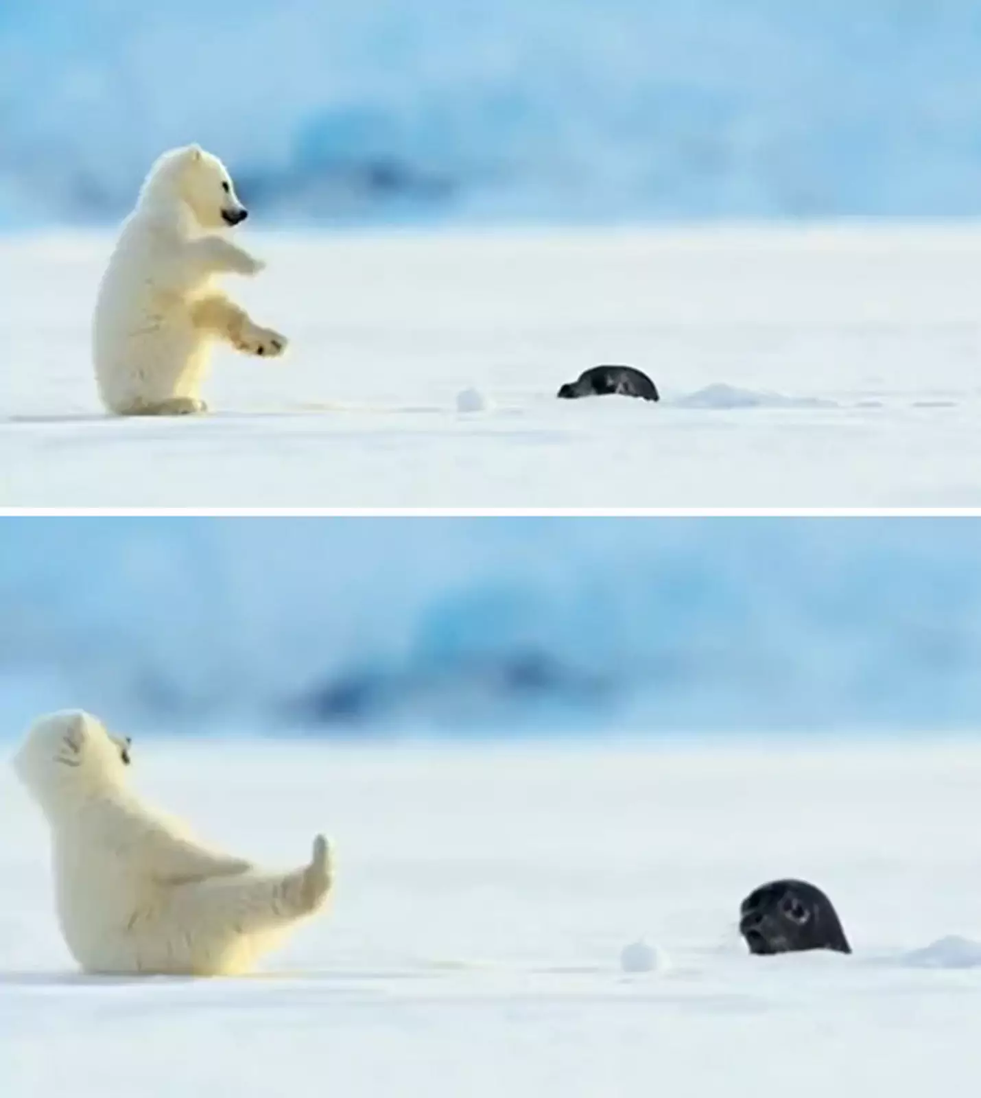 Тюлень случайно напугал маленького белого медведя.