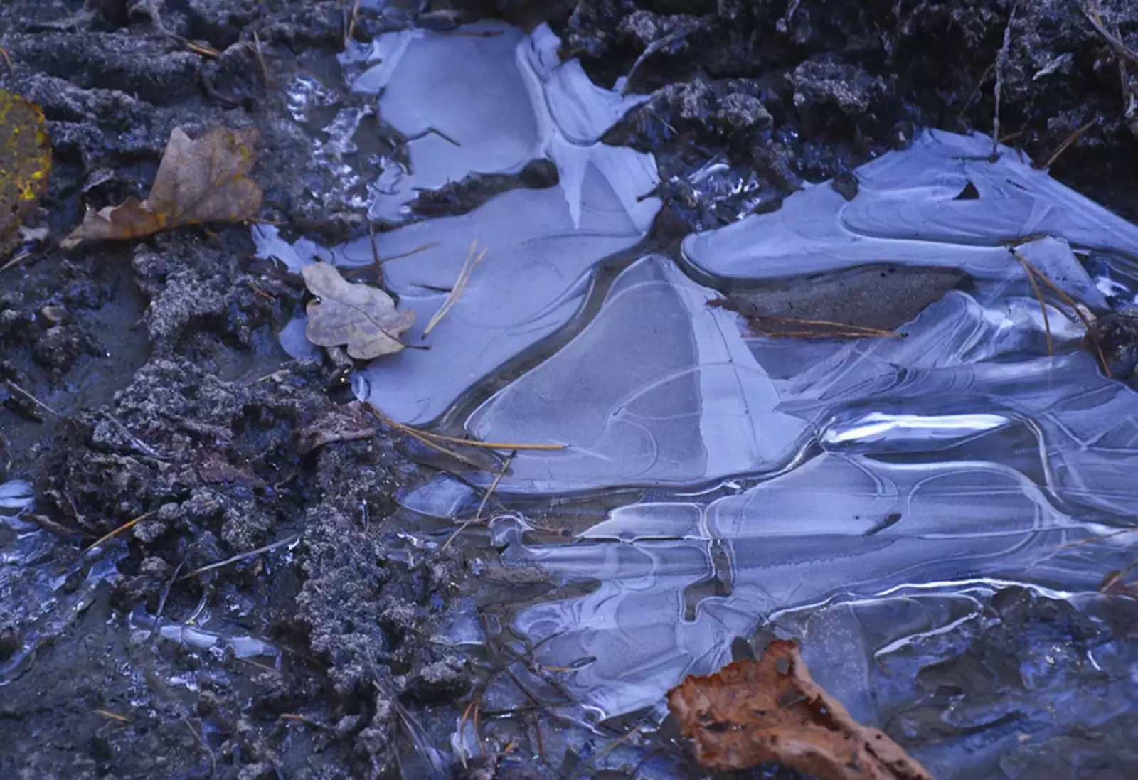 Картинка со звуком. Картинка со звуком.