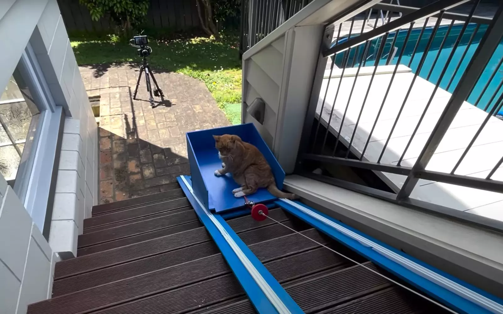 Котейка был доволен подарком от хозяина. Котейка был доволен подарком от хозяина.