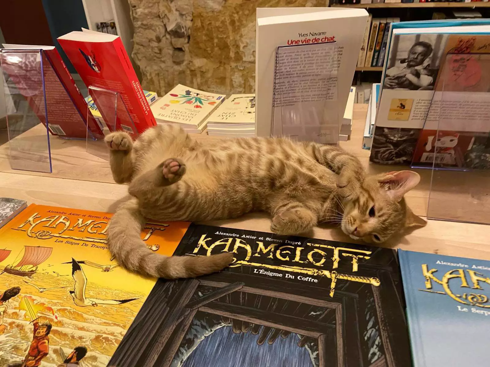 Пушистый консультант. Пушистый консультант.