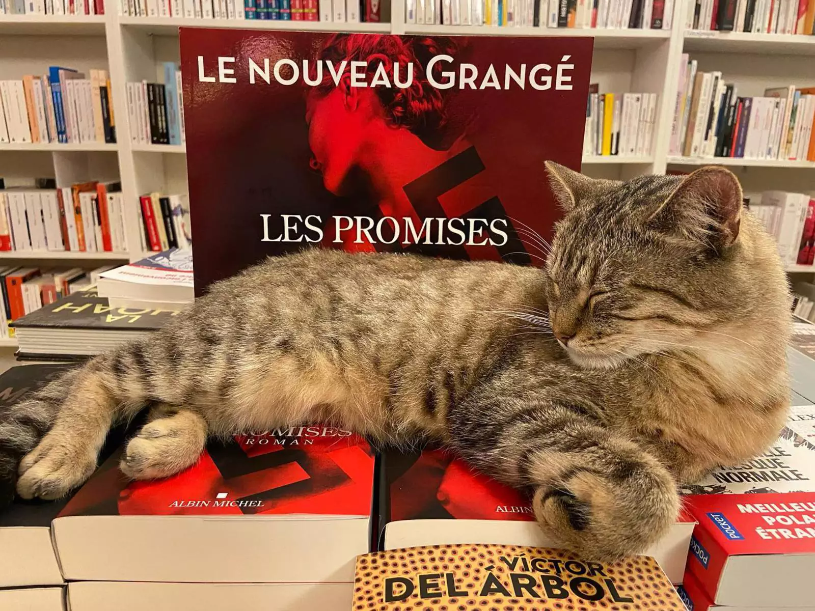 Mon Chat Pitre — идеальный книжный магазин для всех любителей кошек. Mon Chat Pitre — идеальный книжный магазин для всех любителей кошек.