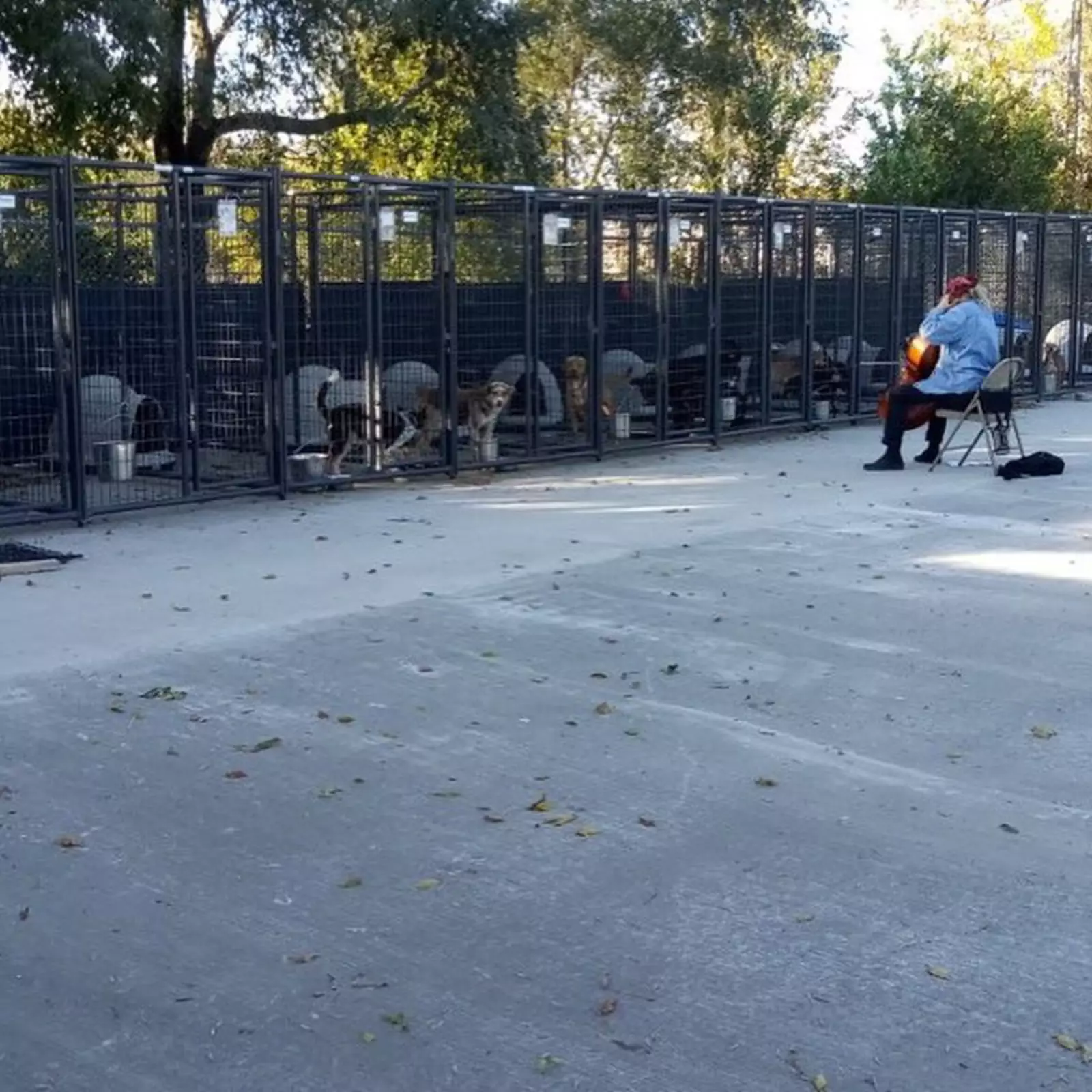 Шерил Уоллес выступает перед пёсилями. Шерил Уоллес выступает перед пёсилями.