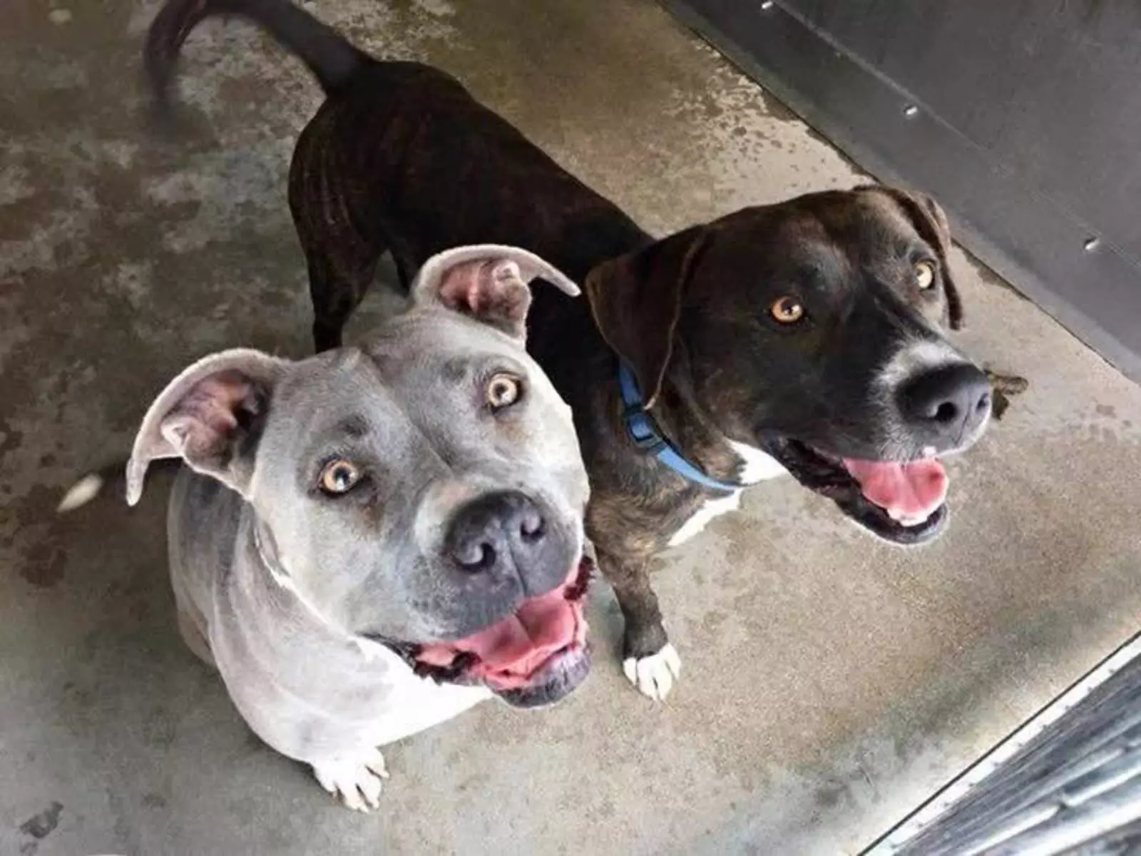 Настроение пёсиков после концерта. Настроение пёсиков после концерта.