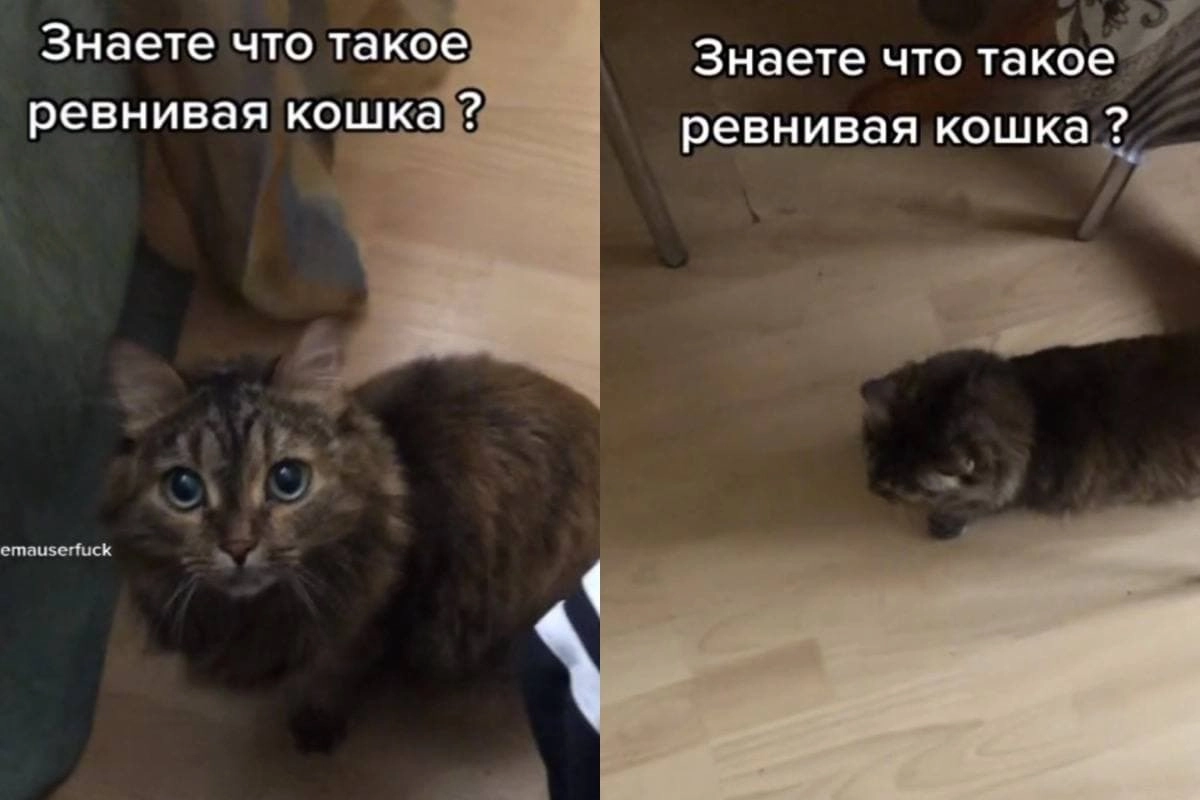 Третий лишний котики. Ревнивый кот. Кошки ревнуют хозяев. Ревнивый котик. Зависть кошка.