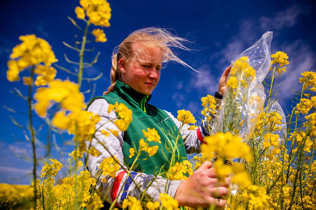 Цветение рапса в федеральной земле Германии Мекленбург-Передняя Померания