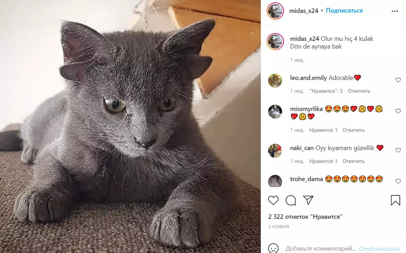 Из-за генетической мутации у маленькой котейки четыре уха. Из-за генетической мутации у маленькой котейки четыре уха.