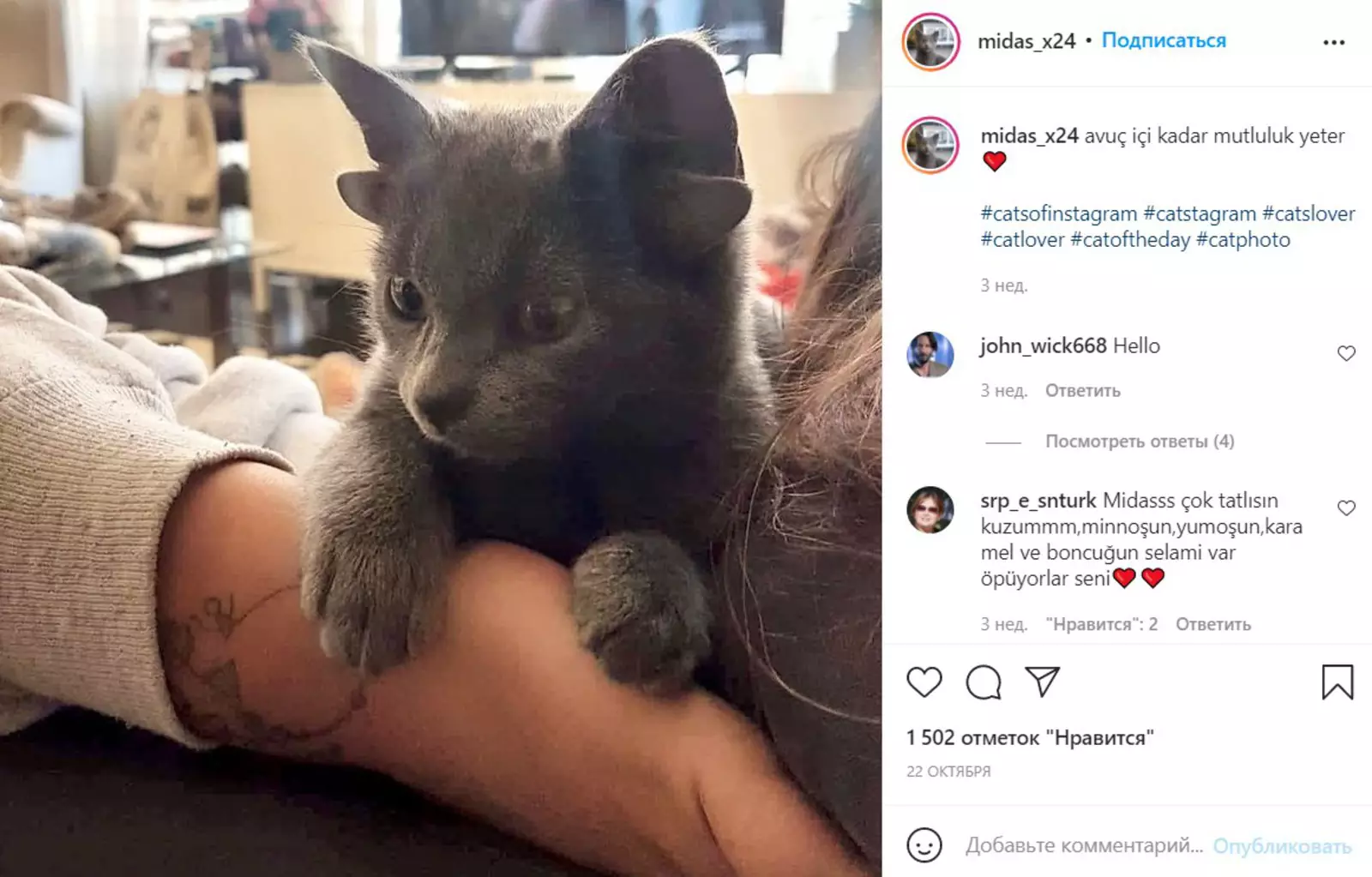 Мидас — очень игривая и дружелюбная кошка. Мидас — очень игривая и дружелюбная кошка.