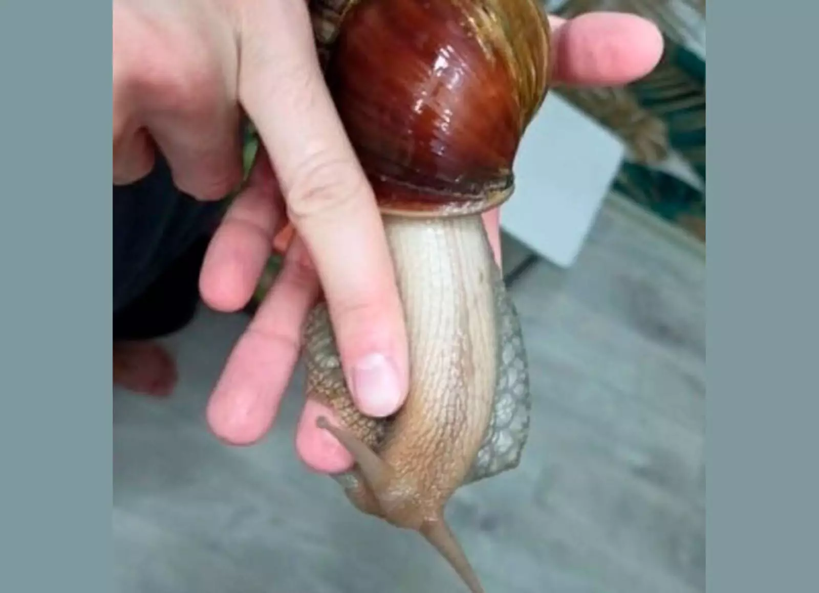 Пол у улиток