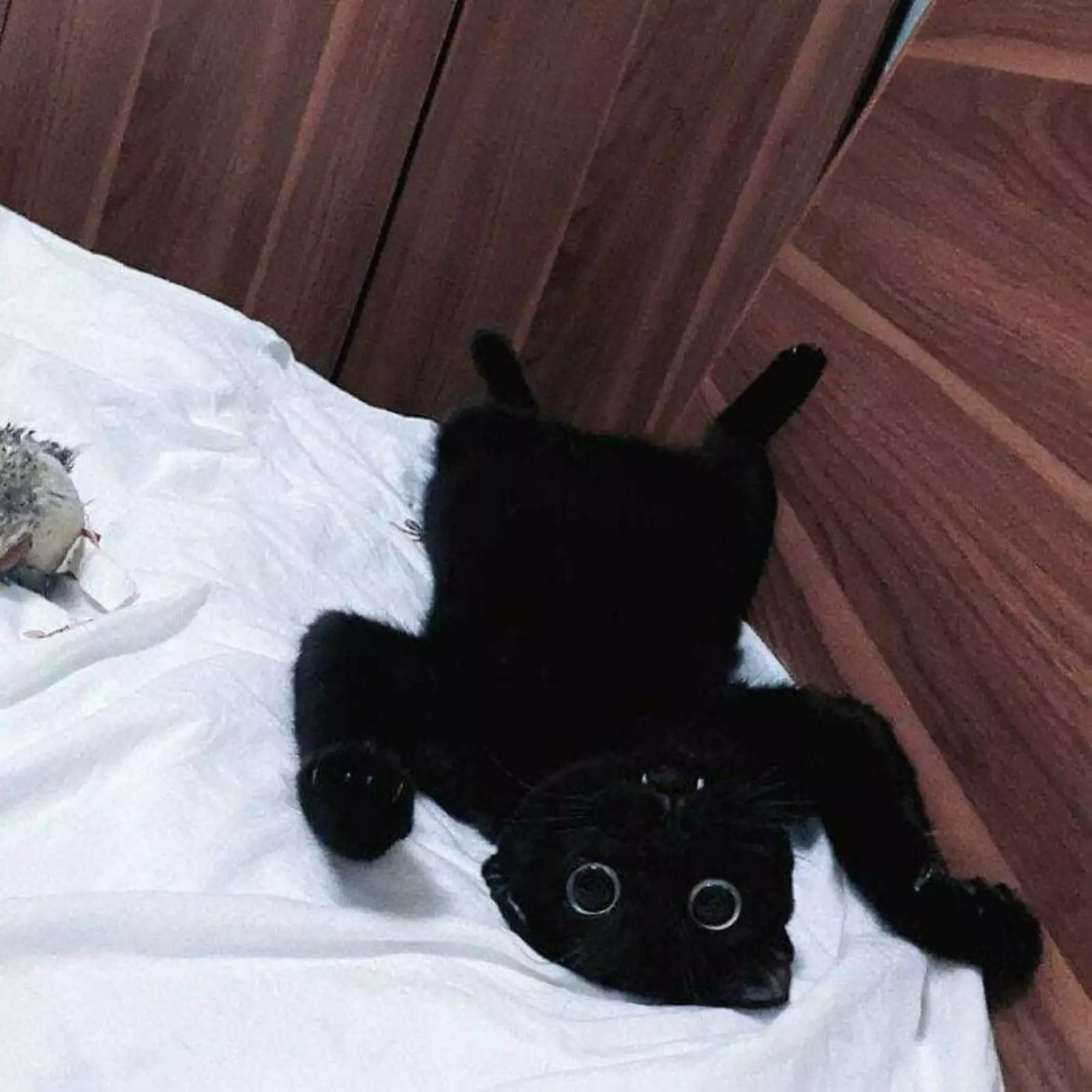 Кто сказал, что чёрные кошки приносят неудачу? Кто сказал, что чёрные кошки приносят неудачу?