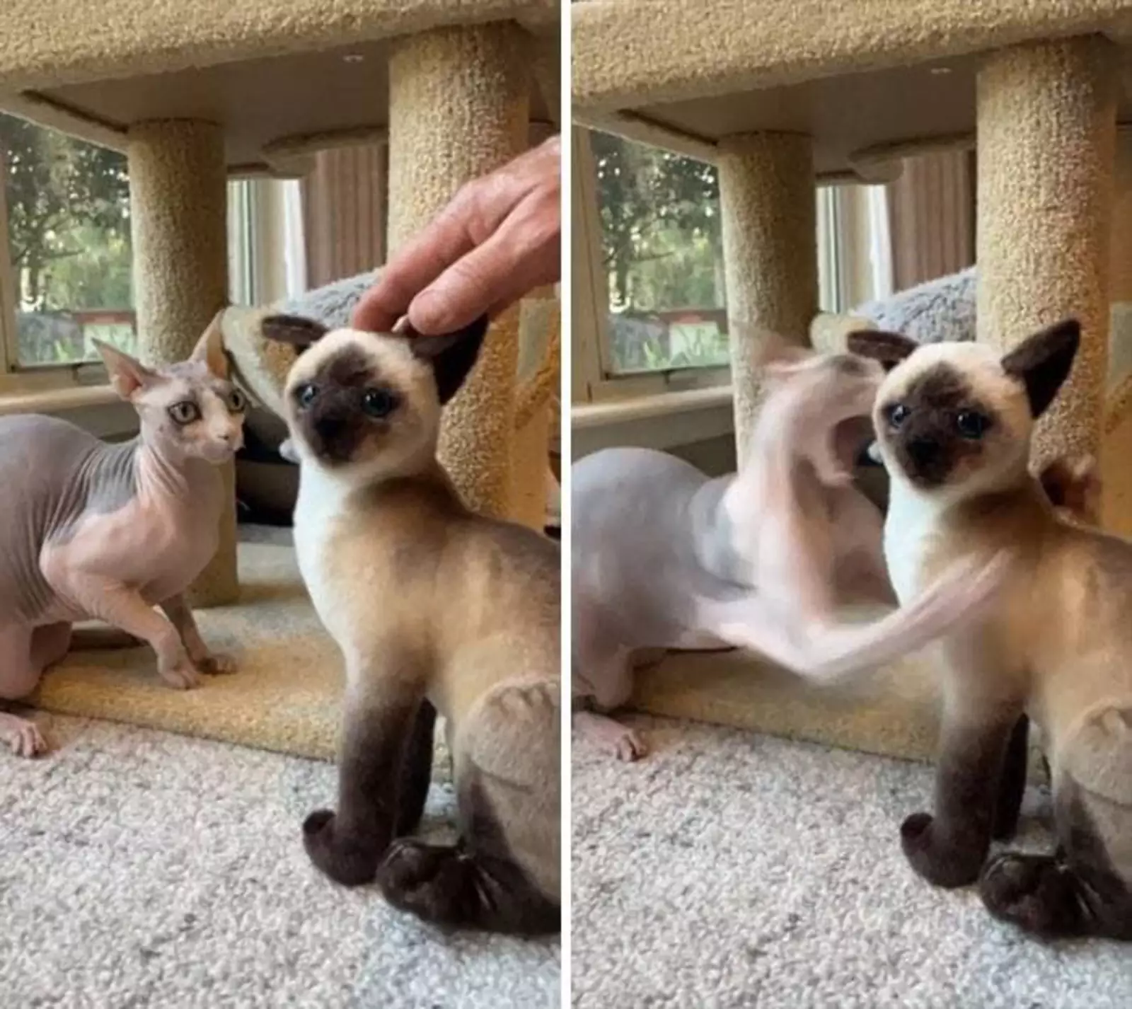 Так выглядит ревность. Так выглядит ревность.