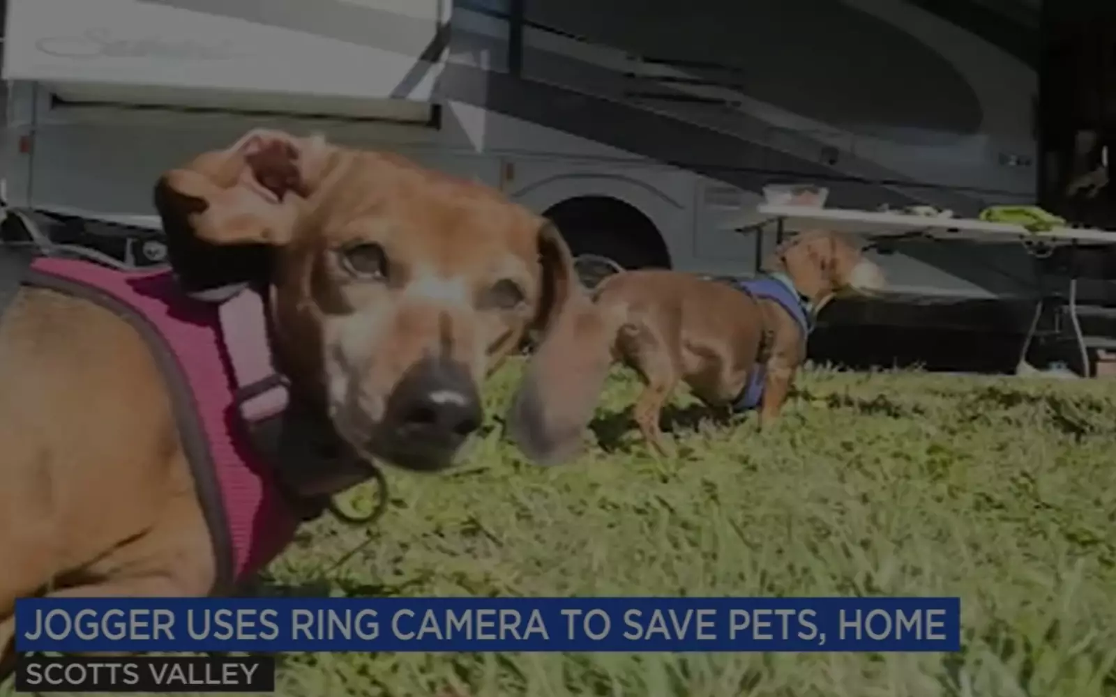 Спасенные таксы. Спасенные таксы.