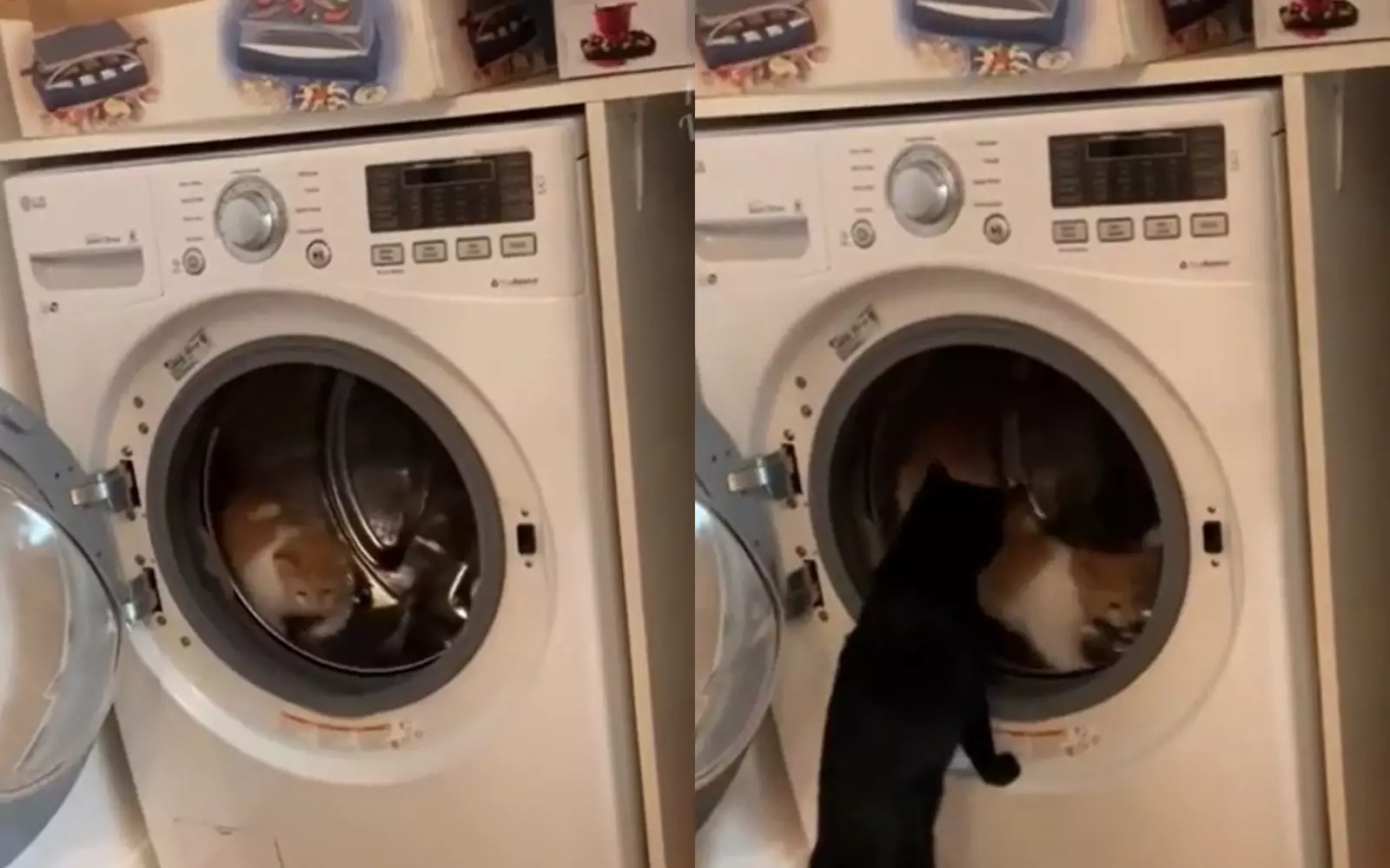 Кошка превратила стиральную машинку в тренажер.