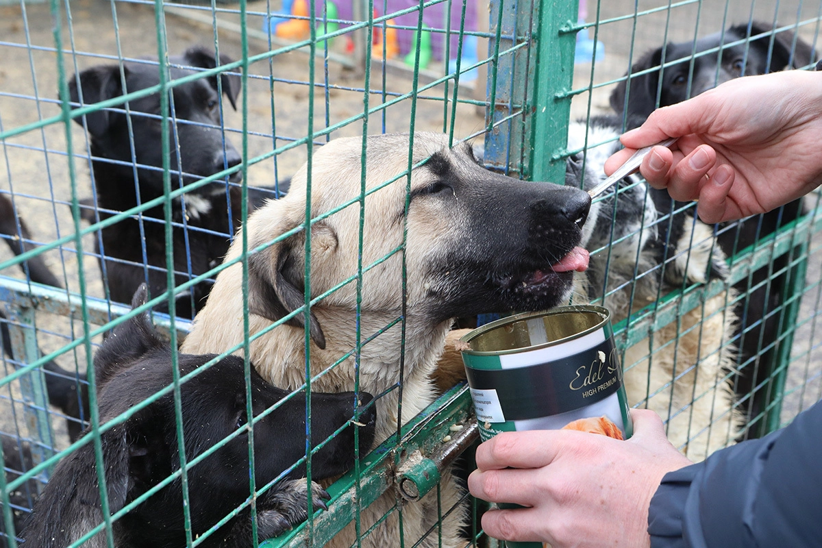 Приют для животных