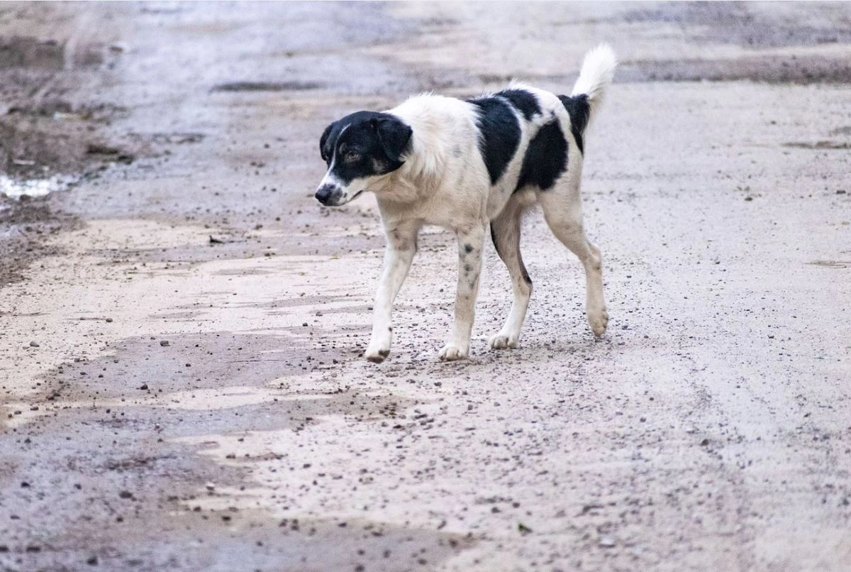 Уличная собака