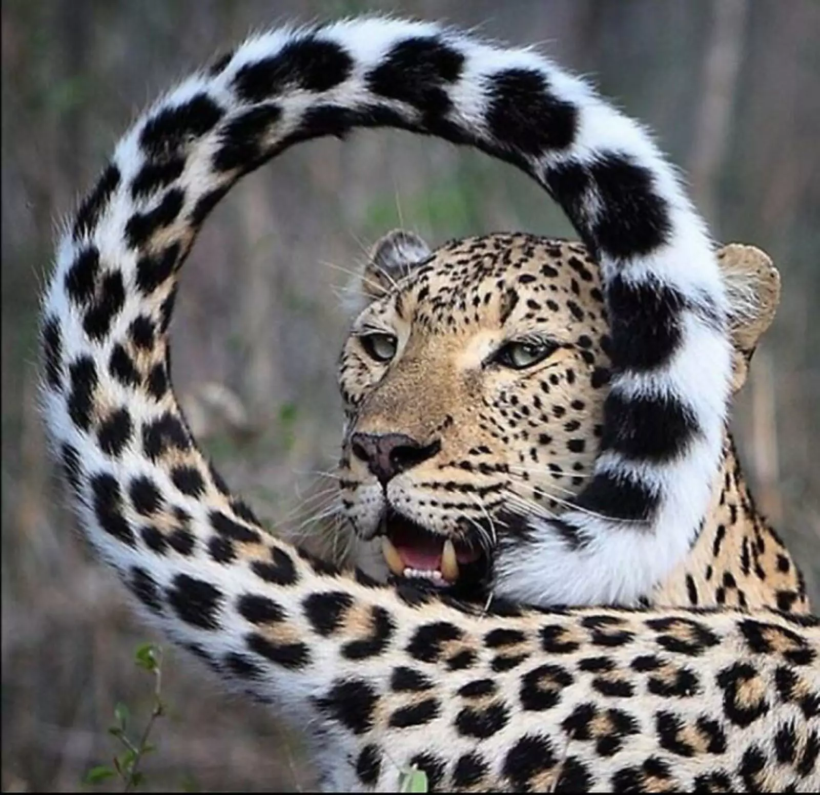 Очень фотогеничный леопард.