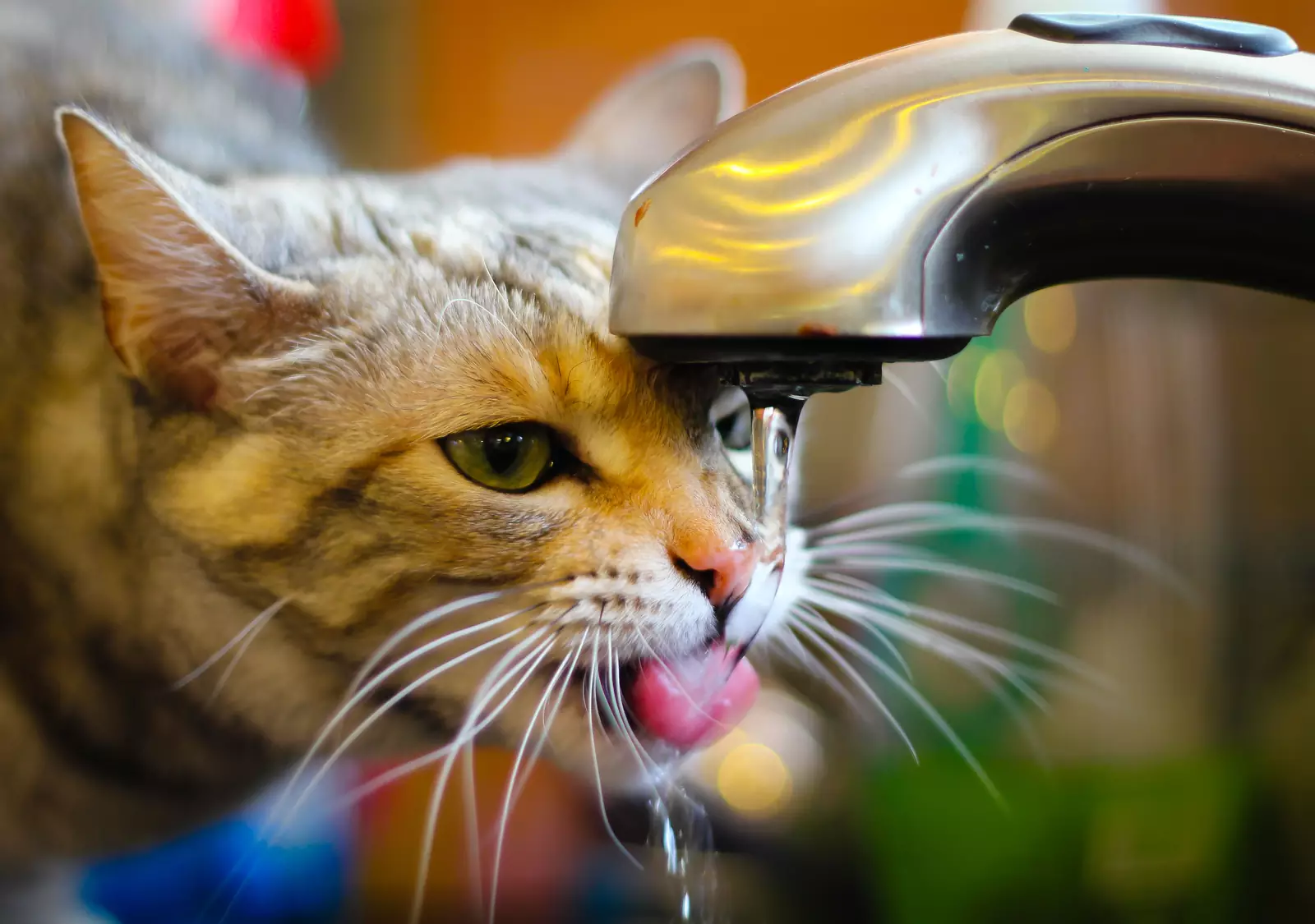Кошка пьет воду.