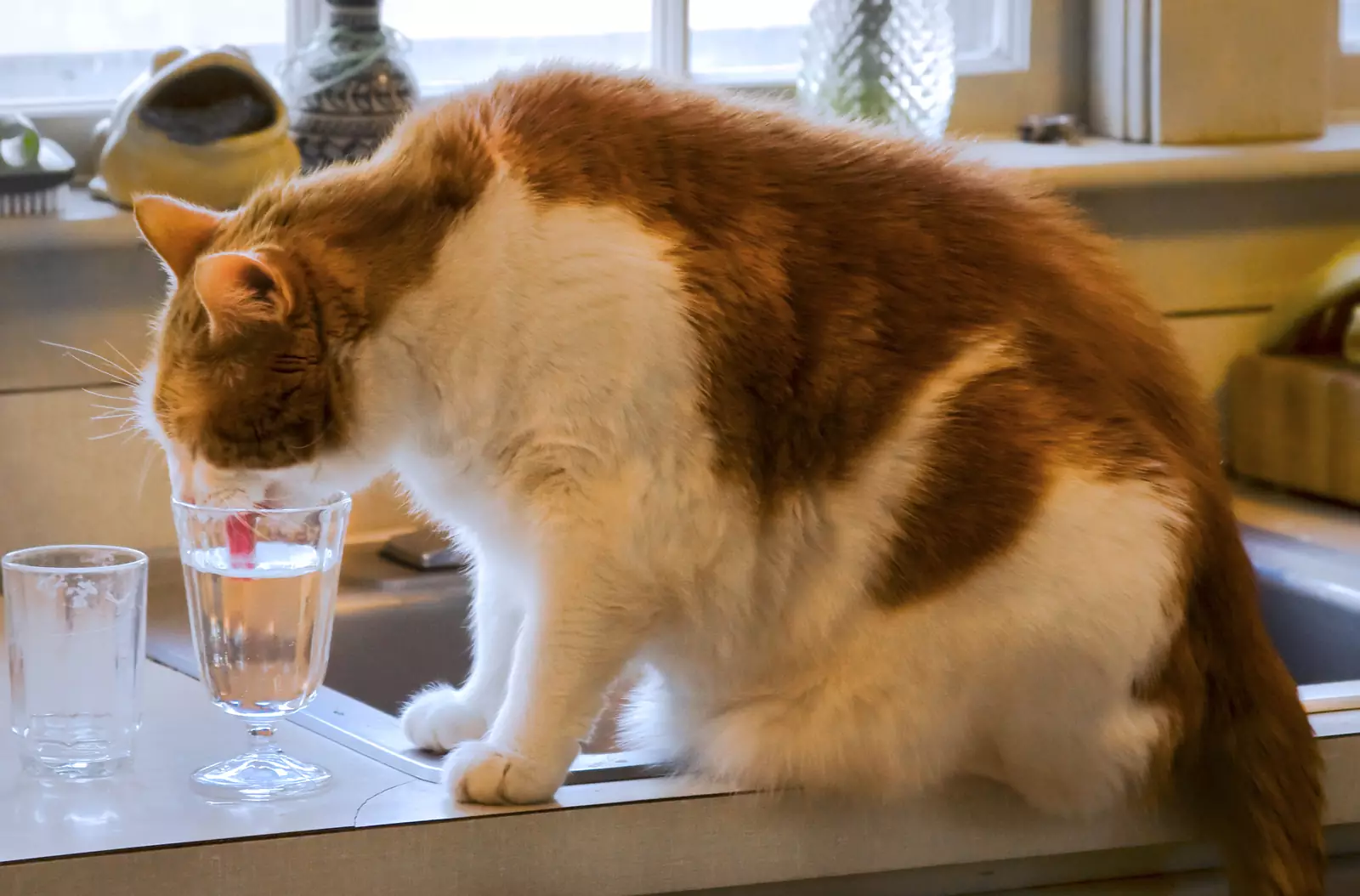 Некоторым кошкам нравится пить из своей миски, в то время как другие предпочитают воду из-под крана или из хозяйской кружки.