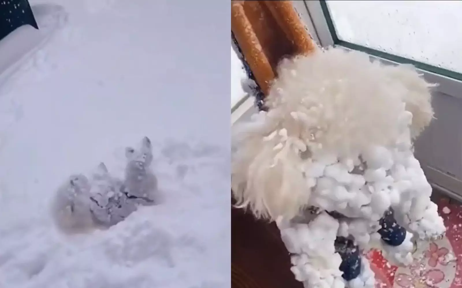 Пес вышел на прогулку и превратился в снежный ком.
