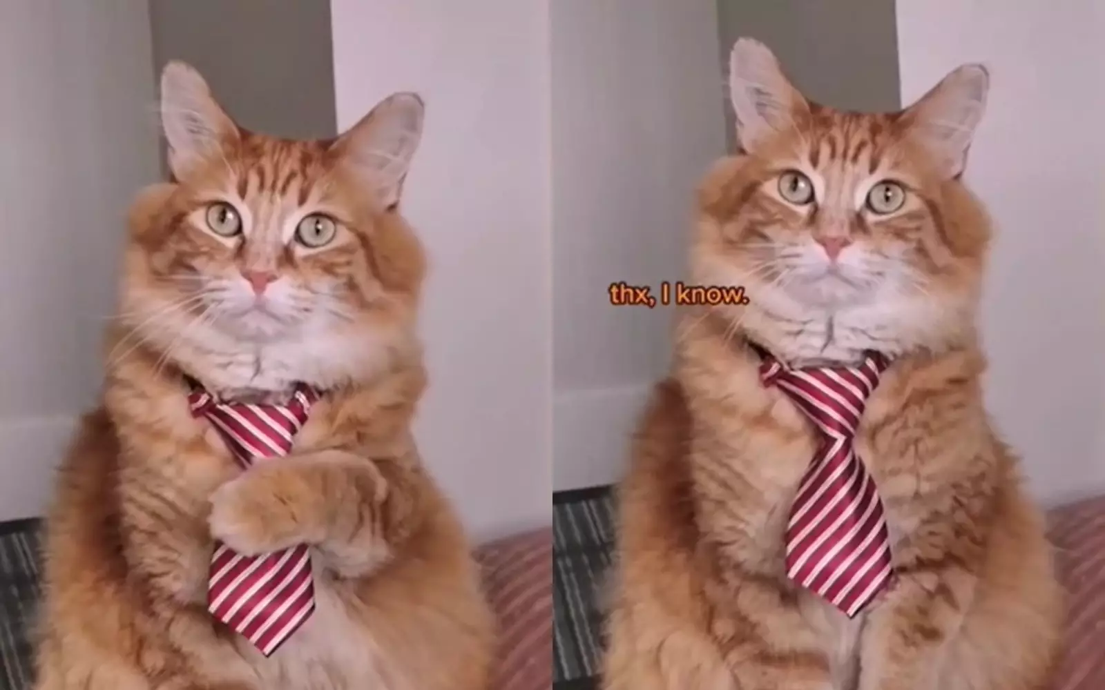 Кот в галстуке.