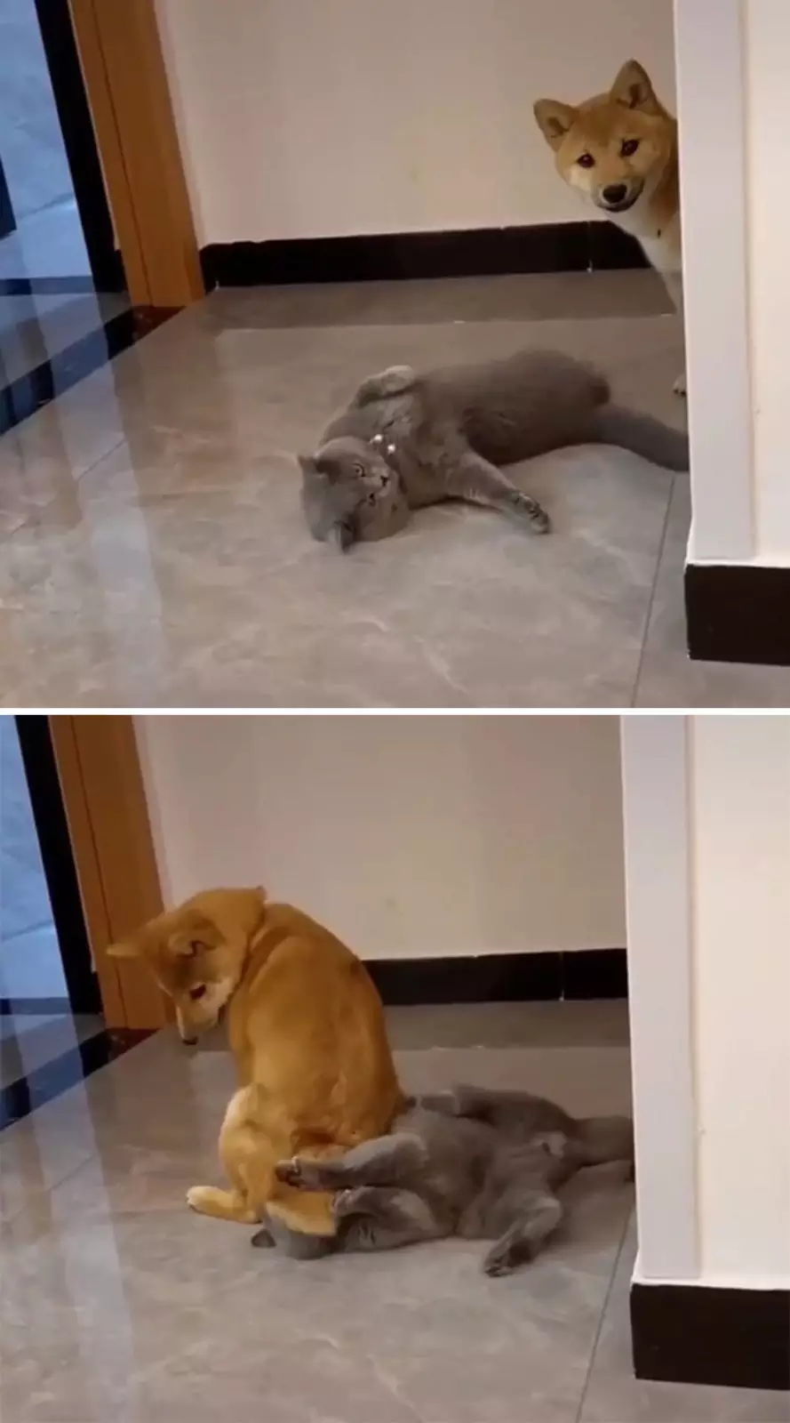 Сиба-ину решил проучить вредного кота. Сиба-ину решил проучить вредного кота.