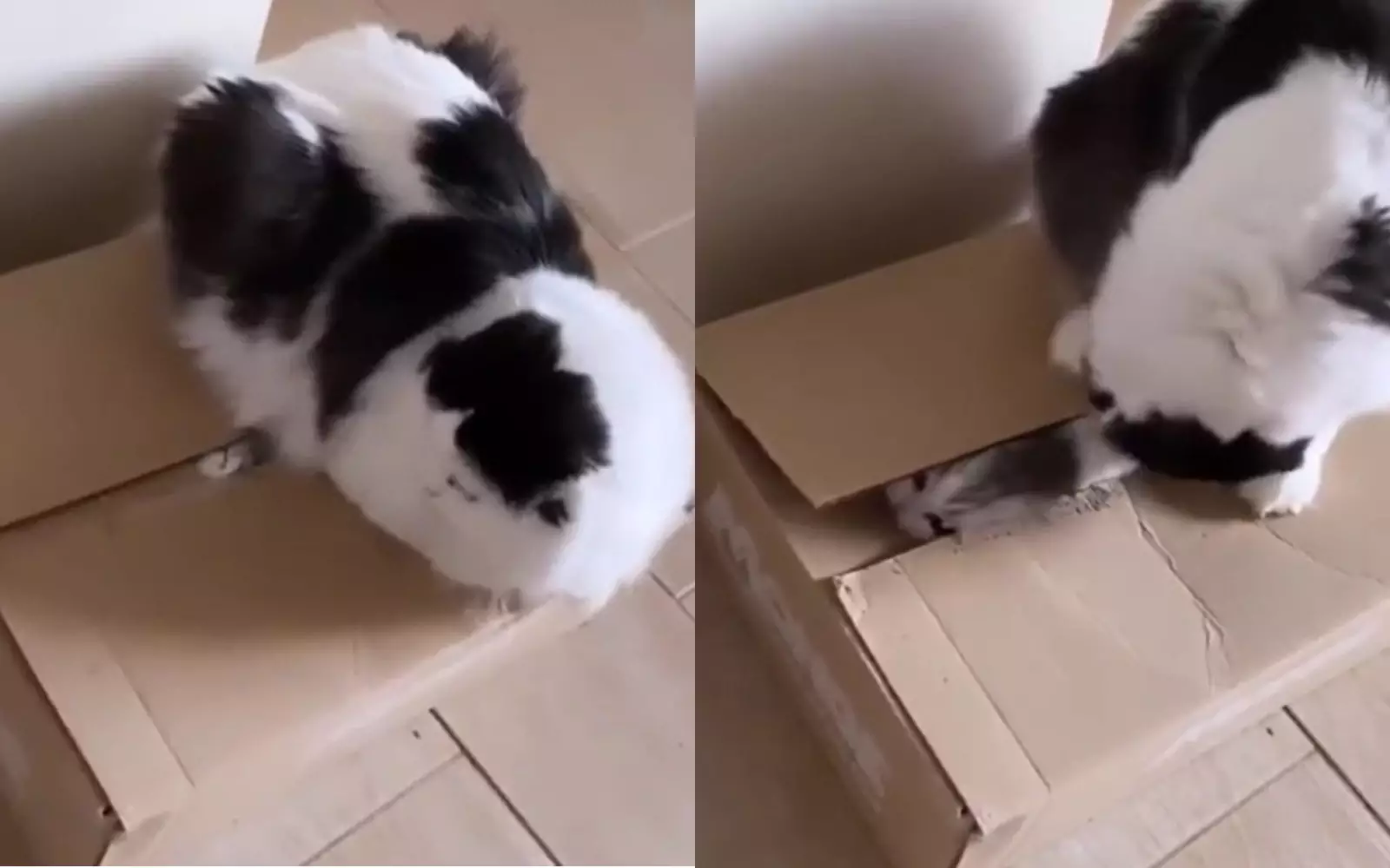 Кошка закрыла котенка в коробке.