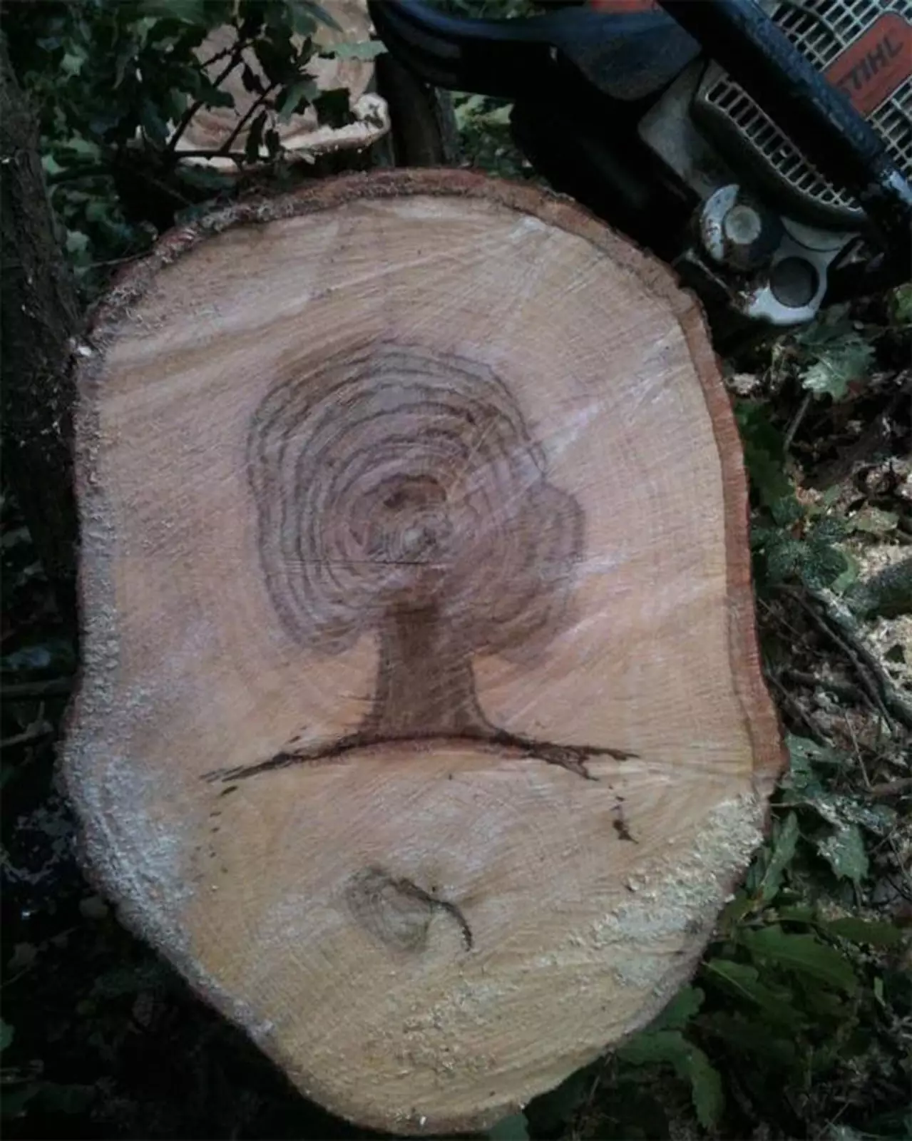 Дерево с деревом в срезе.