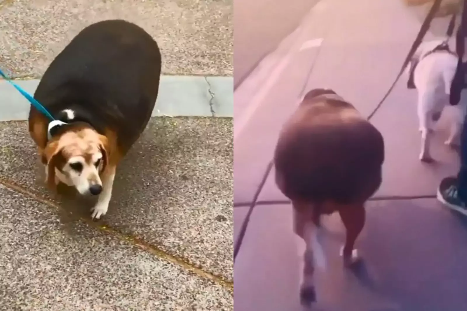 Скинул собаку. Собака похудела. Собака похудела после родов.