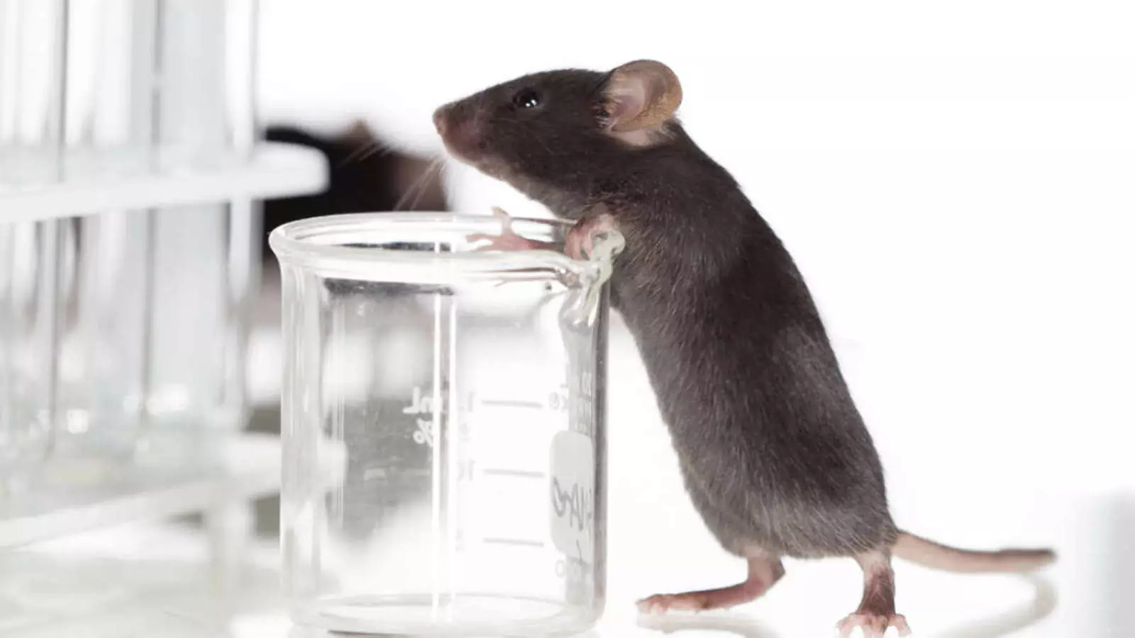 Вакцина смогла побороть возрастные заболевания и увеличить срок жизни мышей. Вакцина смогла побороть возрастные заболевания и увеличить срок жизни мышей.