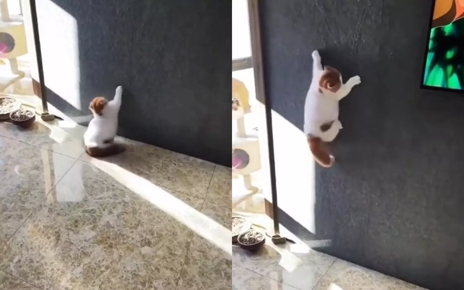 Толстый кот, взбирающийся на стену.