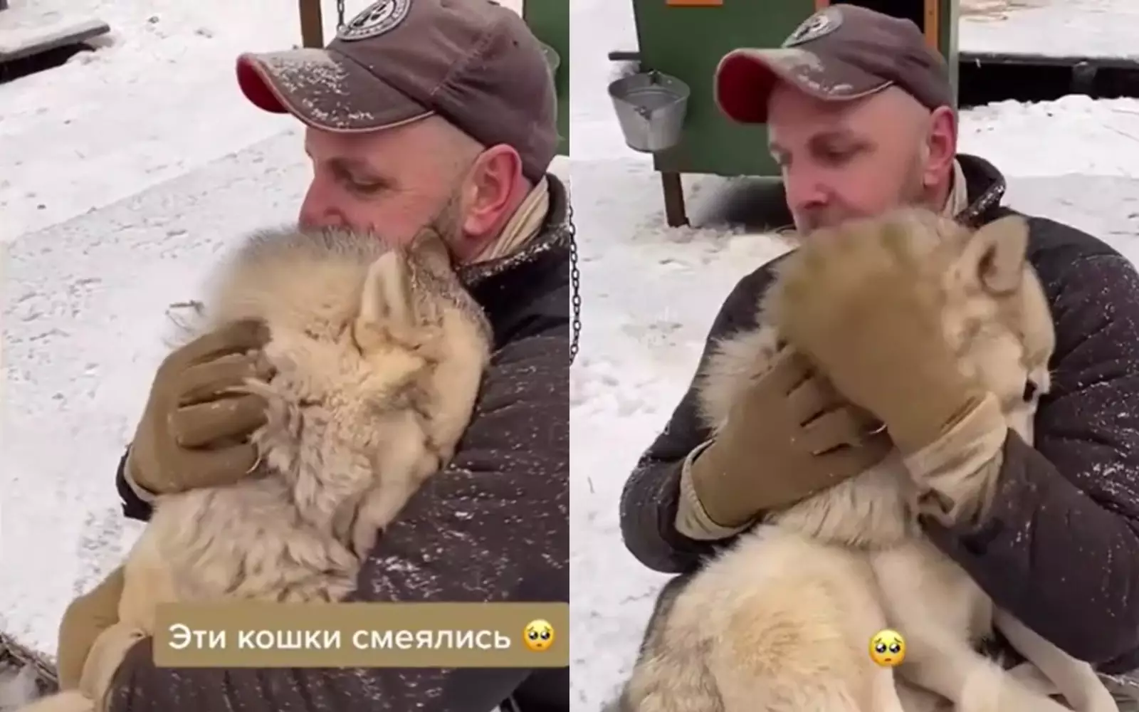Собаки жалуются на хозяев. Эти кошки смеялись надо мной говорили что. Эти кошки смеялись надо мной говорили что. Кот и моему сыну тоже. Кот и это тоже.