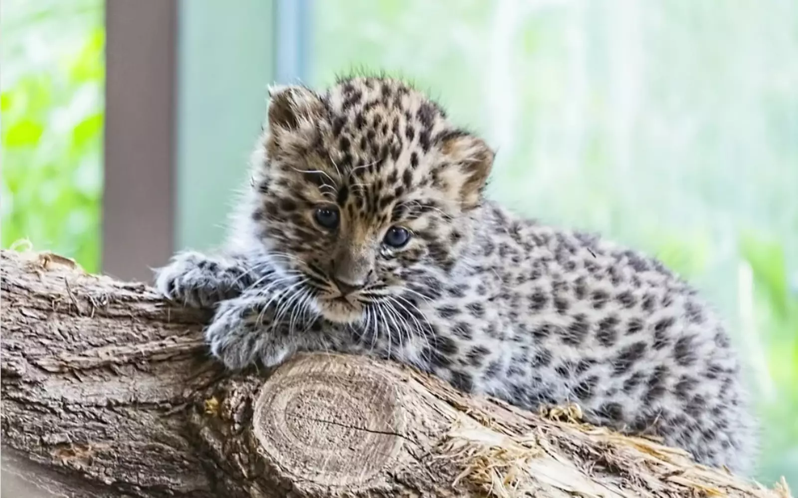 Детеныш леопарда.