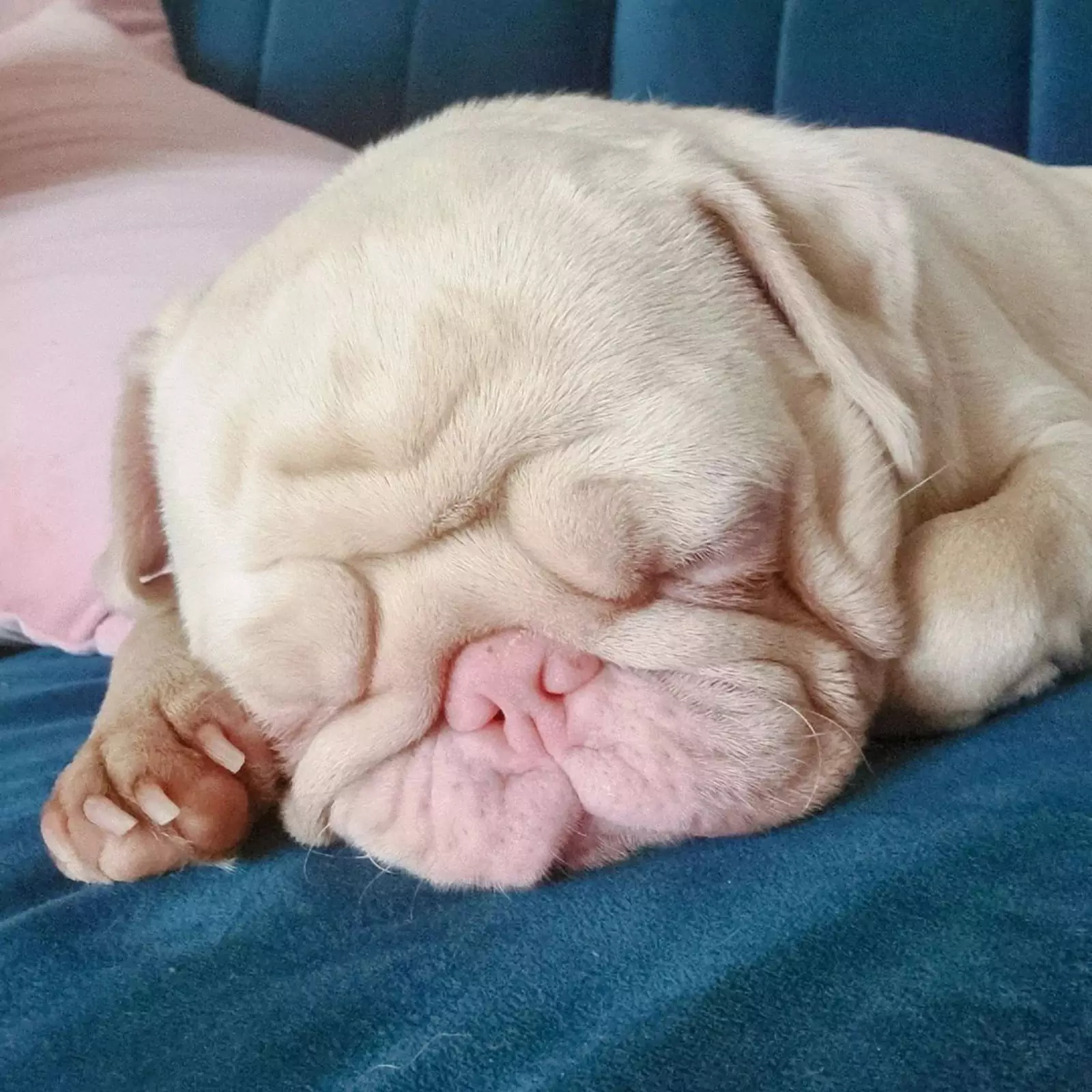 Сейчас у милого розового мопса более 110 тысяч подписчиков. Сейчас у милого розового мопса более 110 тысяч подписчиков.