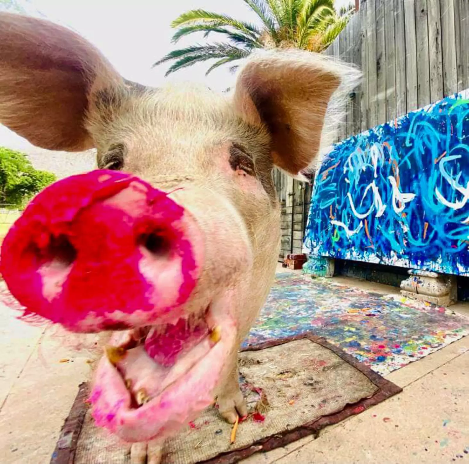 Свинка сильно полюбила рисование. Свинка сильно полюбила рисование.